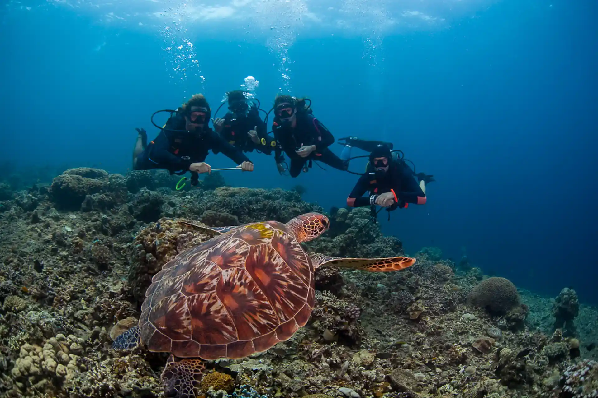 Turtles on house reef