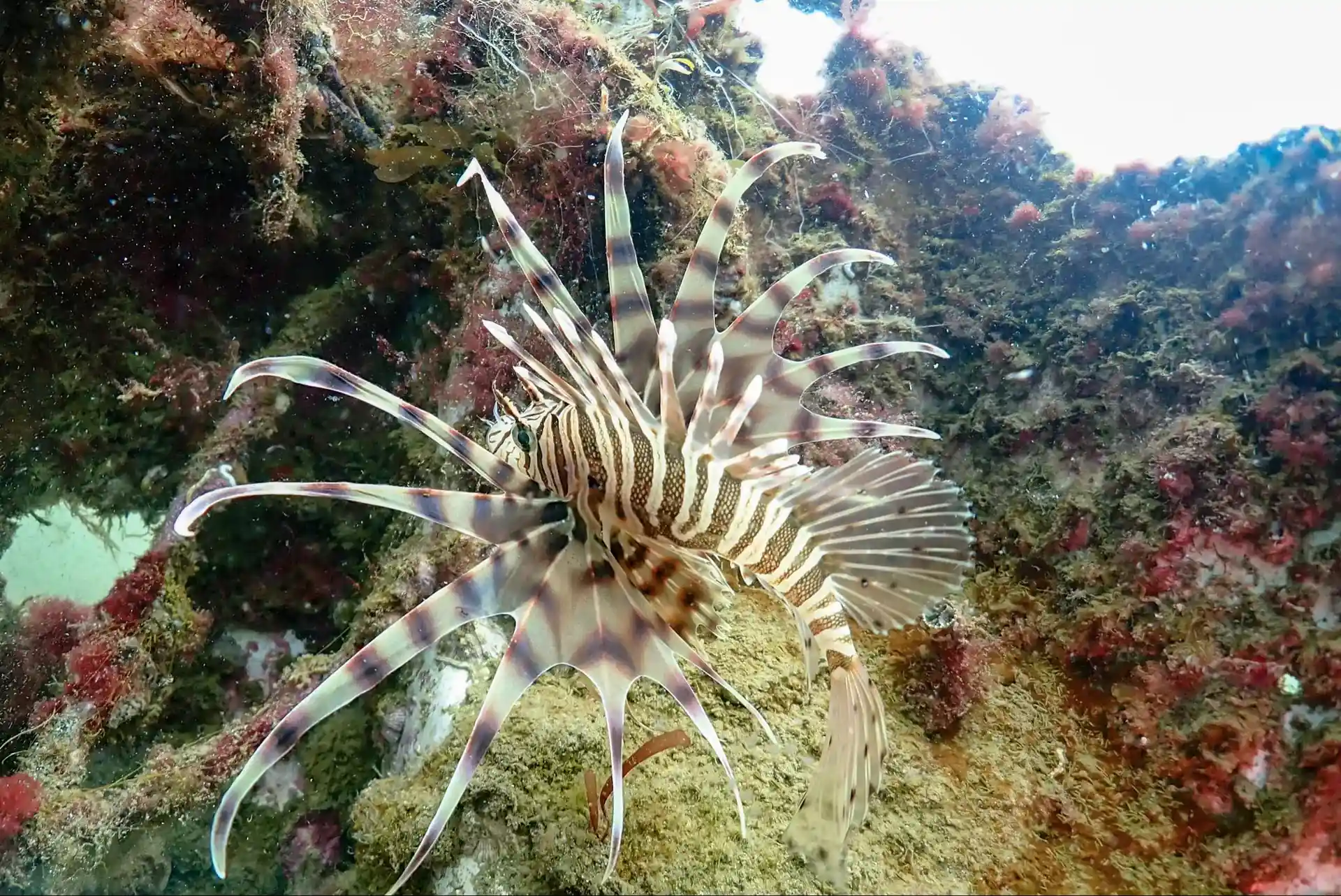 Foto del sitio de buceo