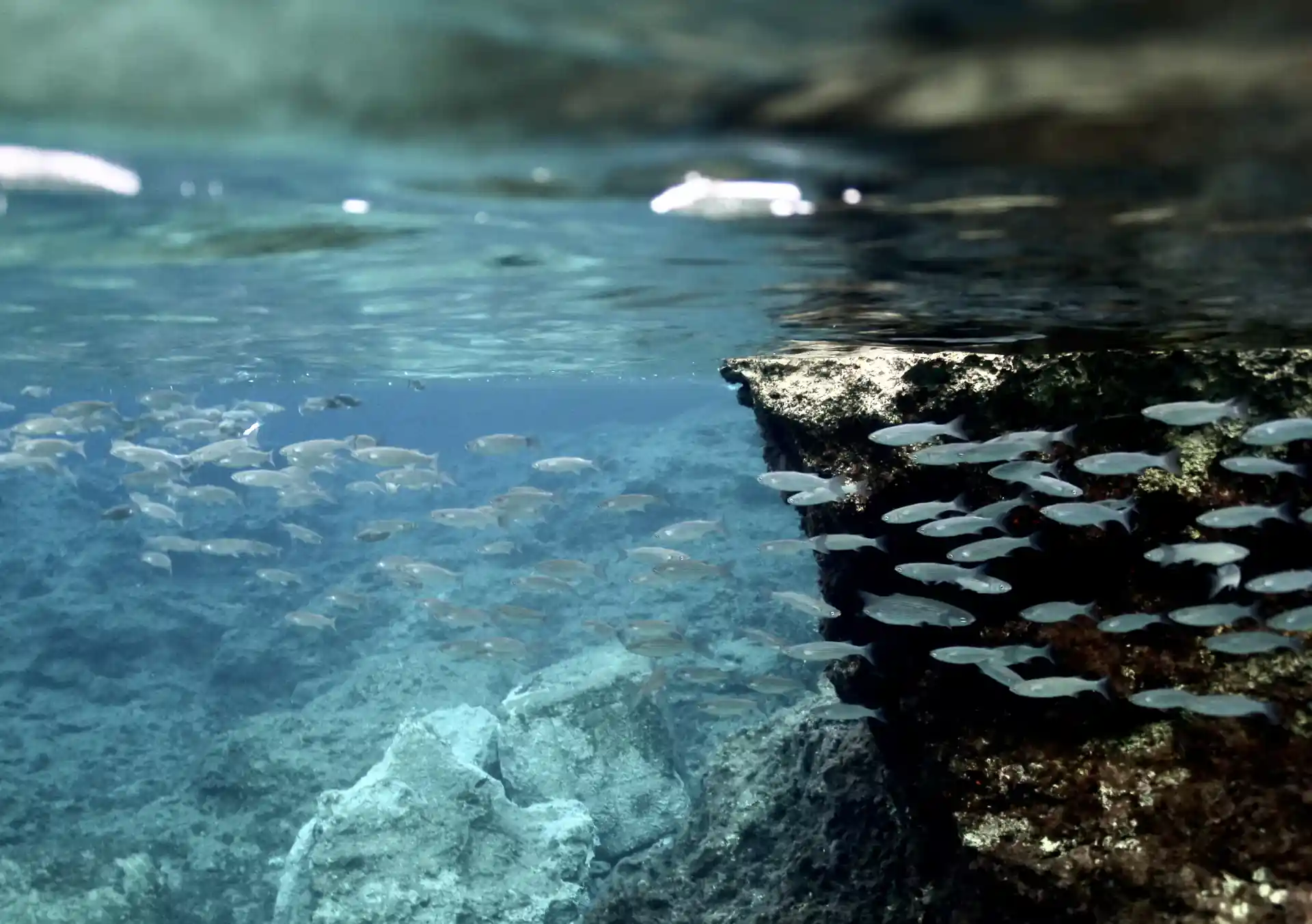 PADI Discover Scuba Diving Experience