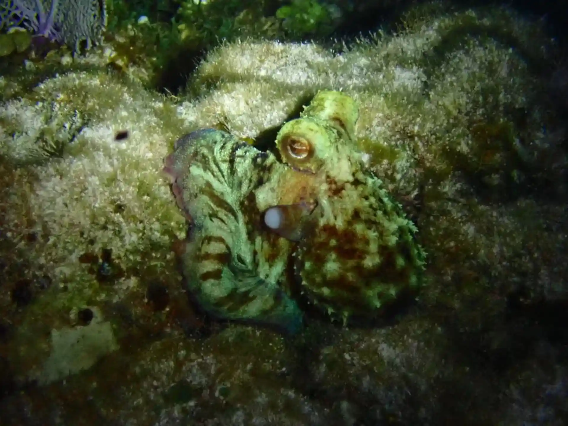 Dive site photo