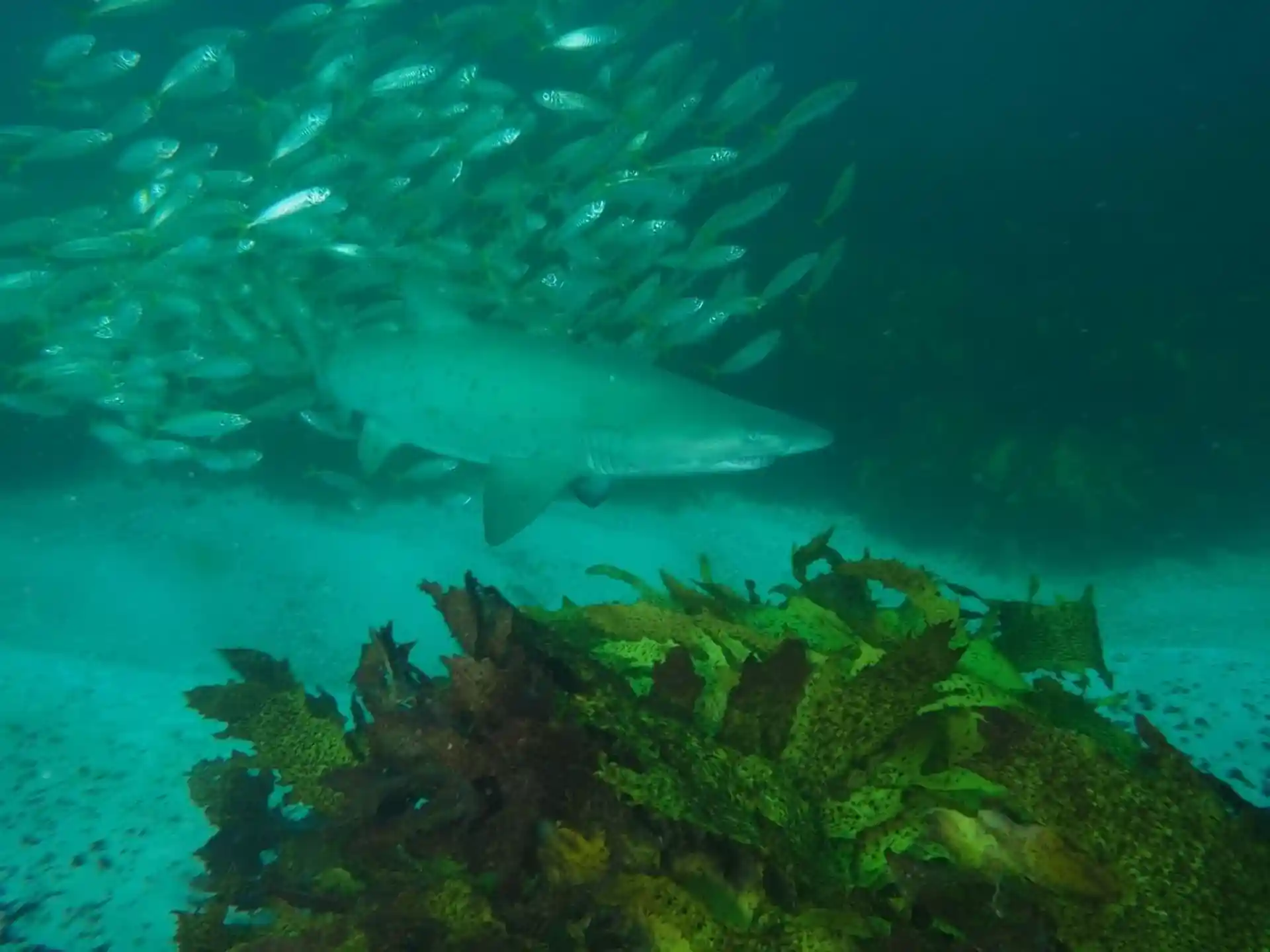 Photo du site de plongée