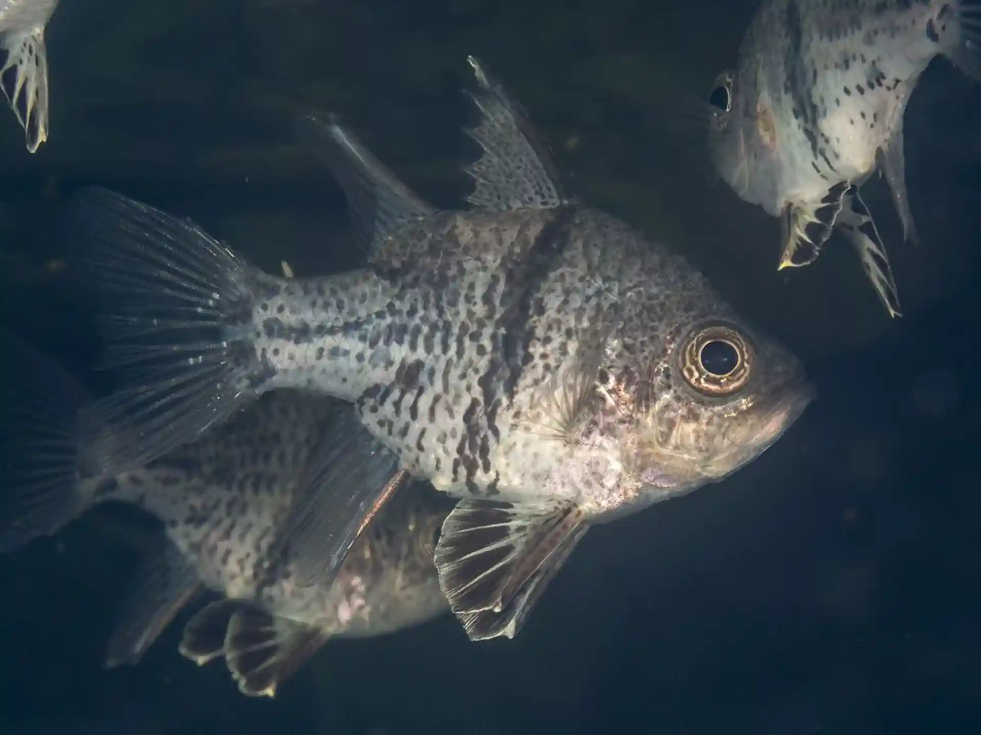 ダイビングサイトの写真