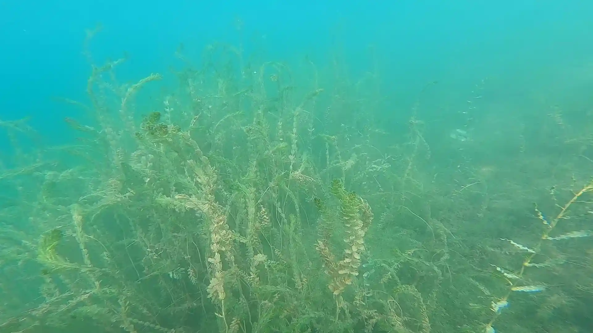Underwater view of Beijing jellyfish lake