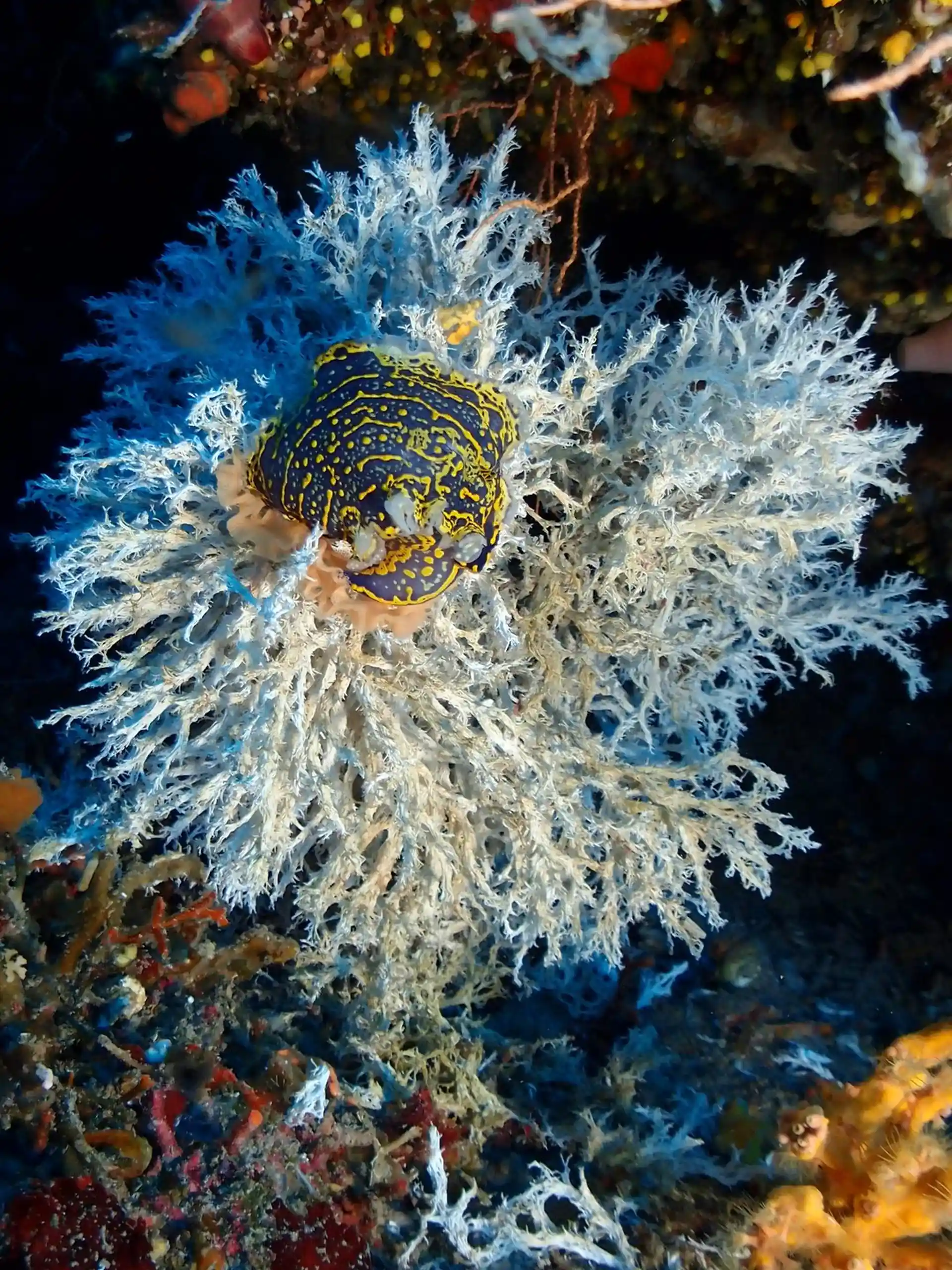 Dive site photo