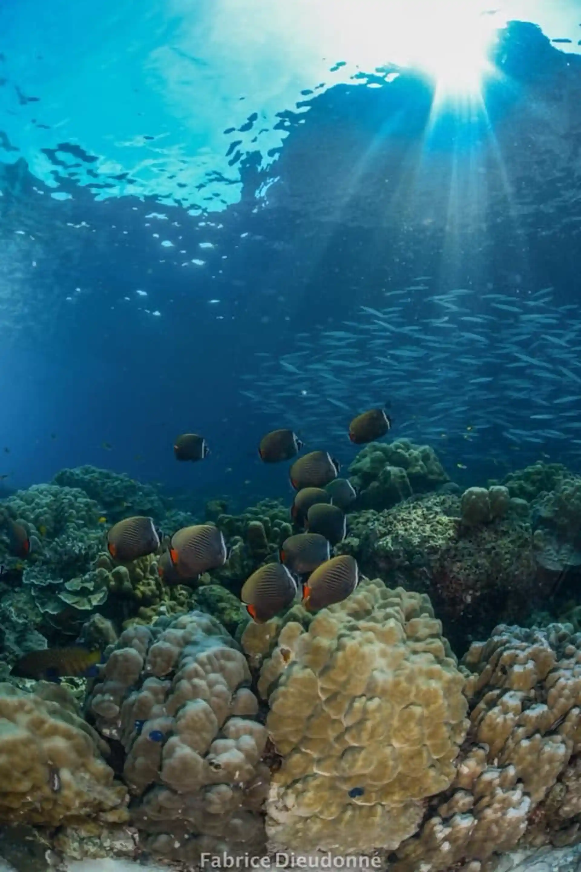 다이빙 포인트 사진