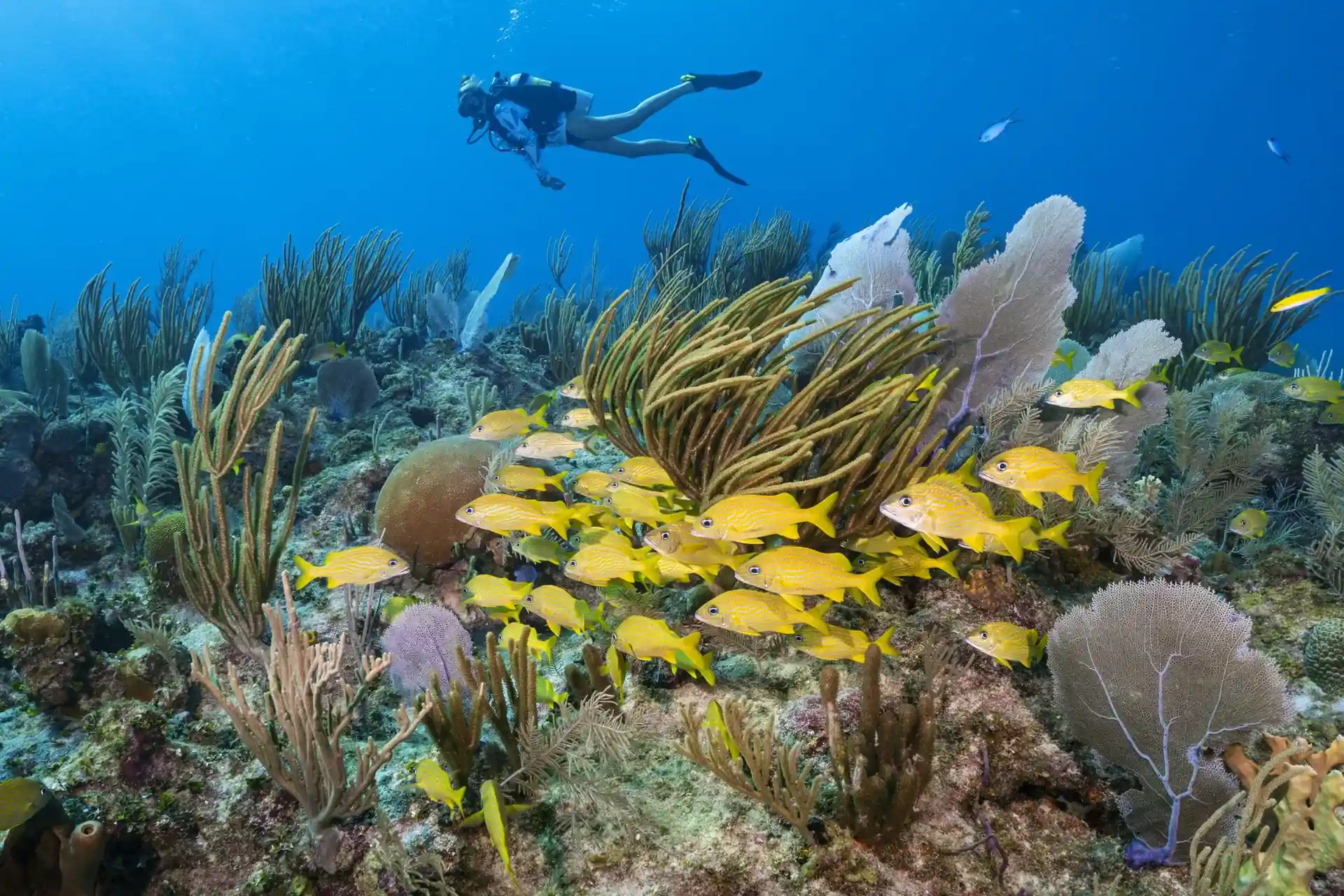 Dive site photo