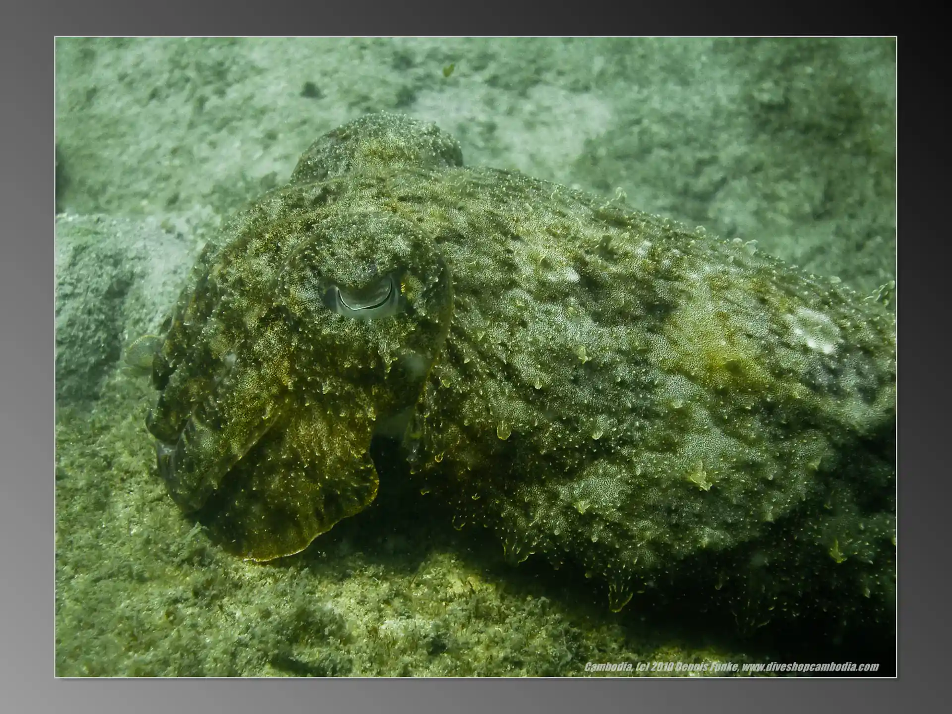 Foto van de duiklocatie