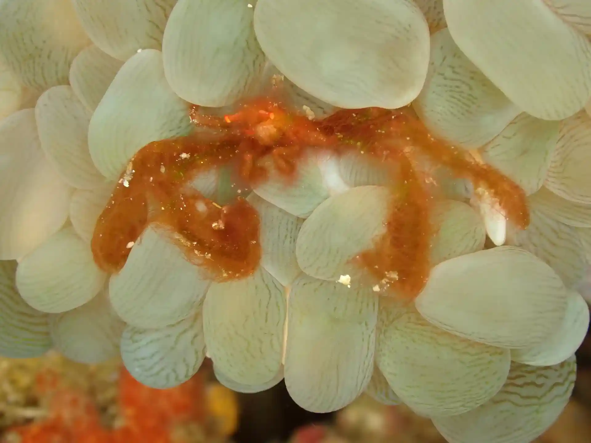 Dive site photo