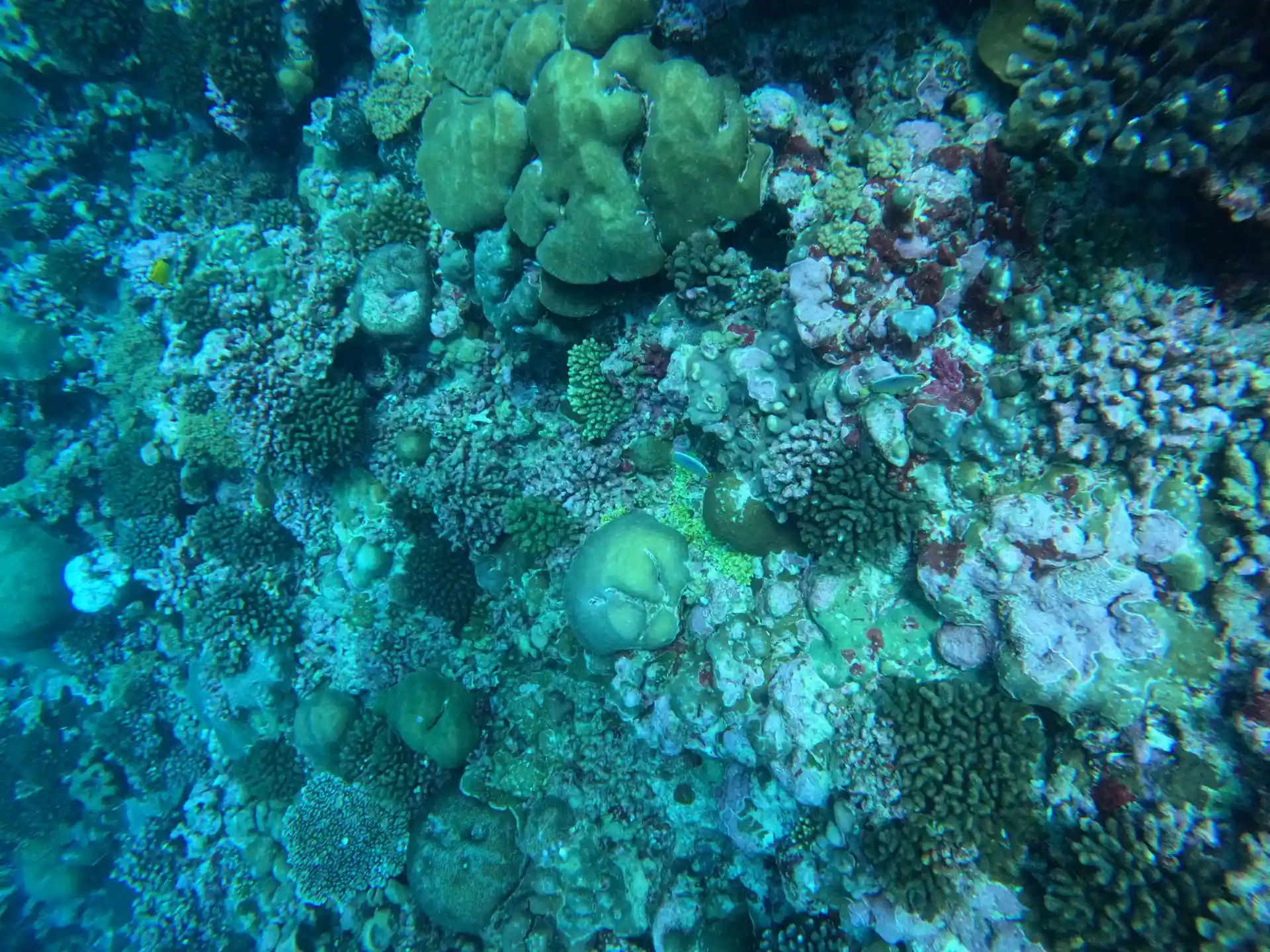 Dive site photo