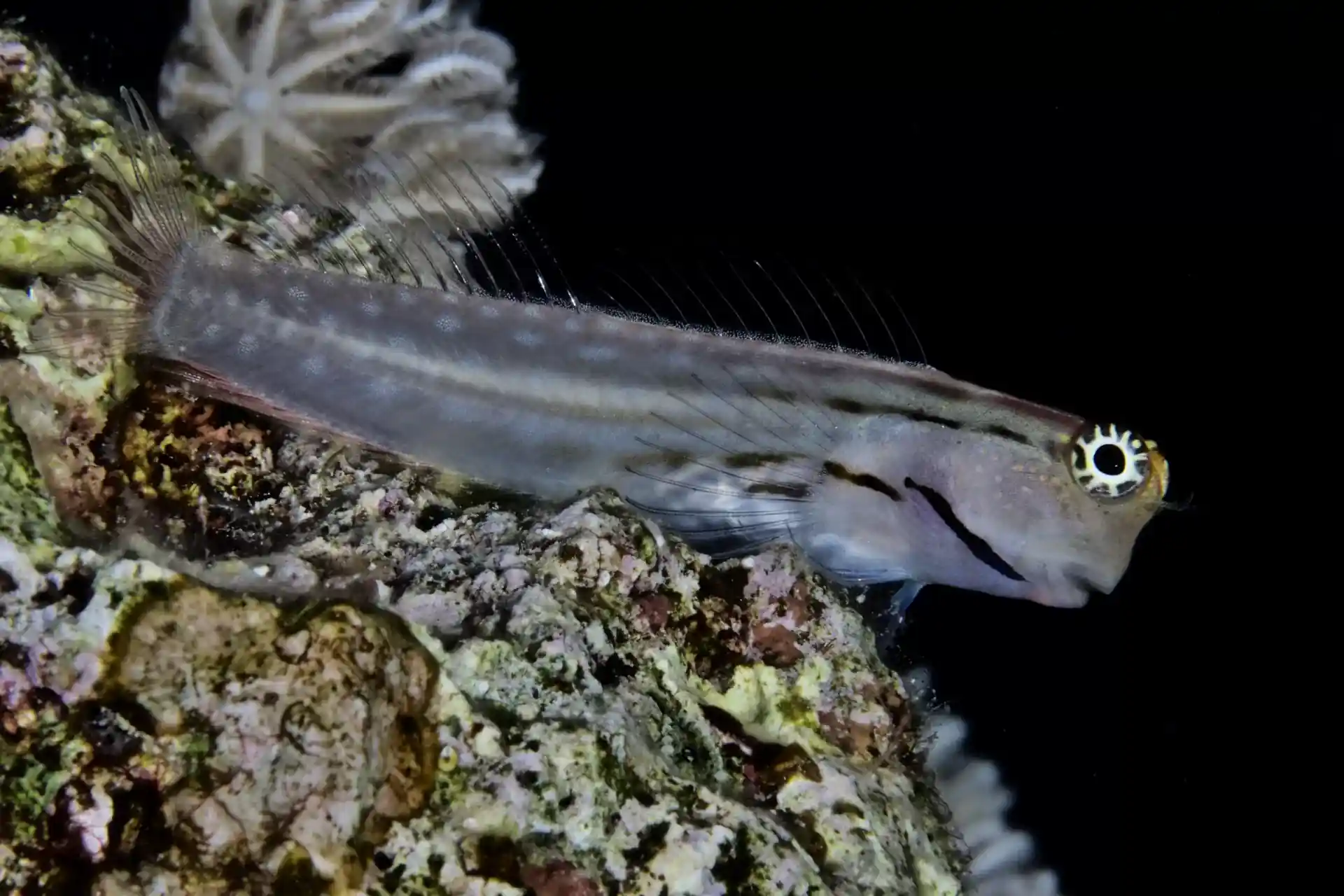 Photo du site de plongée