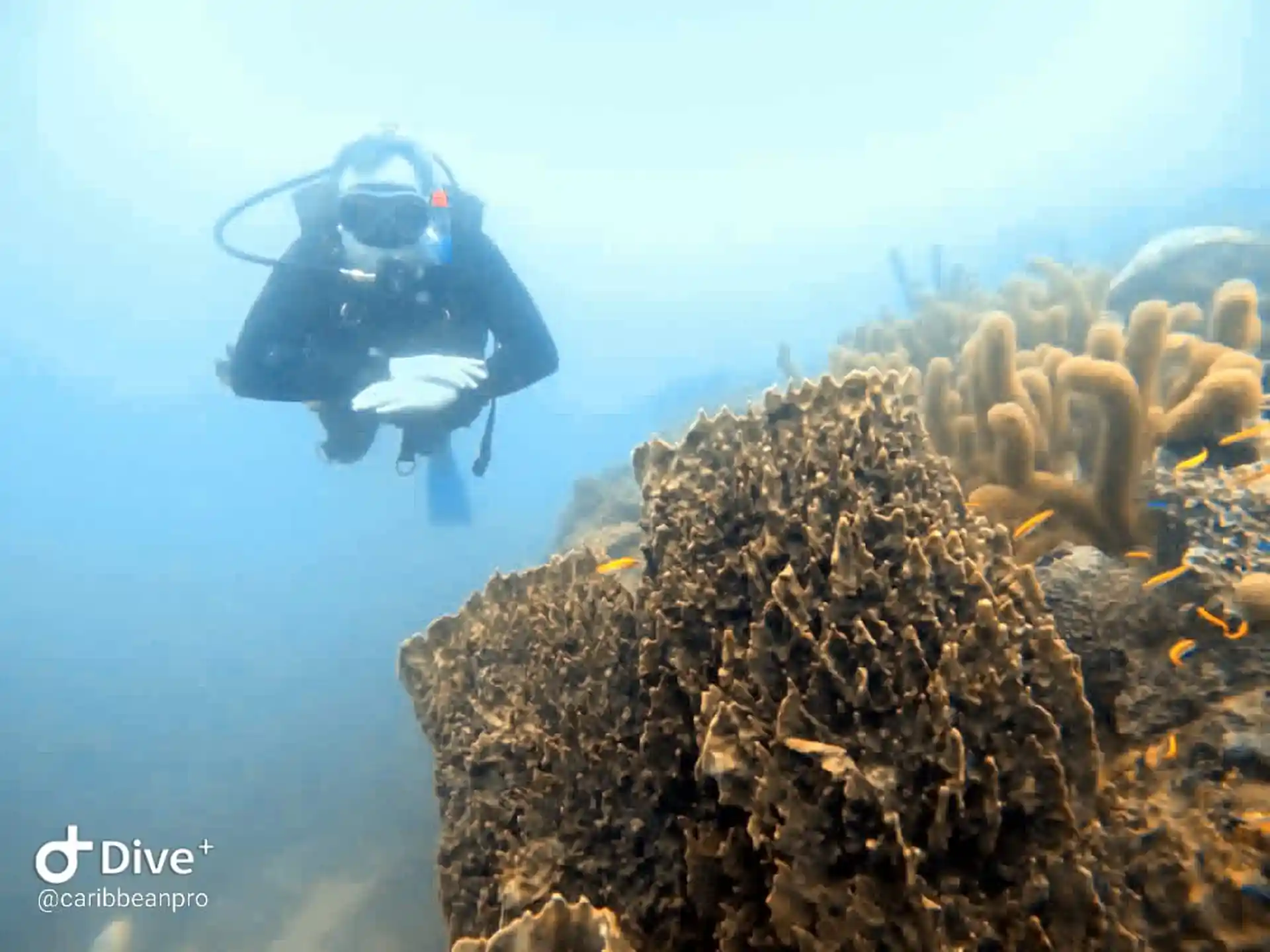 Haz del mundo submarino un lugar mejor.