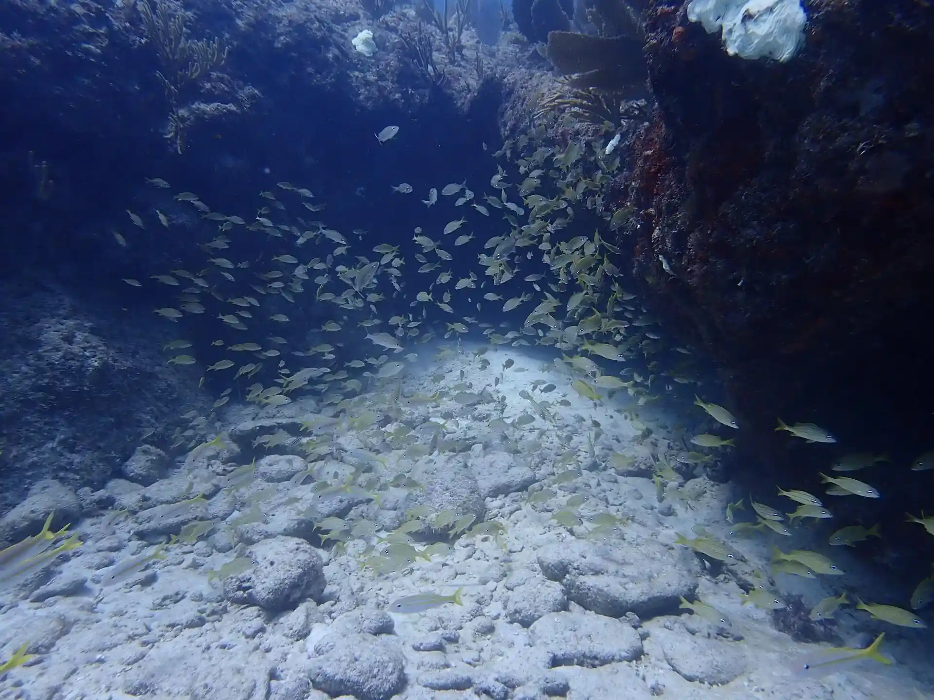 Dive site photo