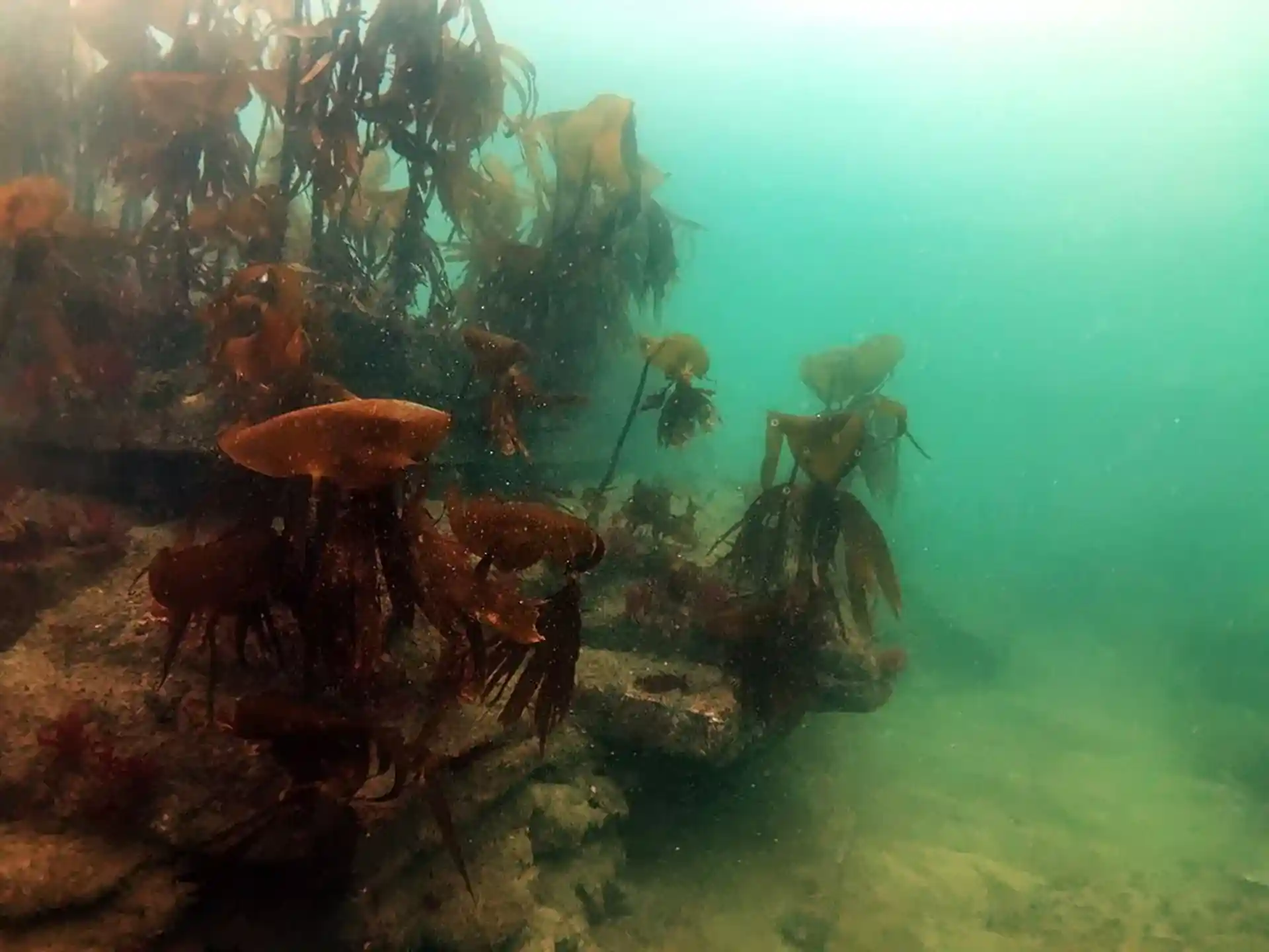'Browns Bay' uno dei nostri siti preferiti per le immersioni a terra.