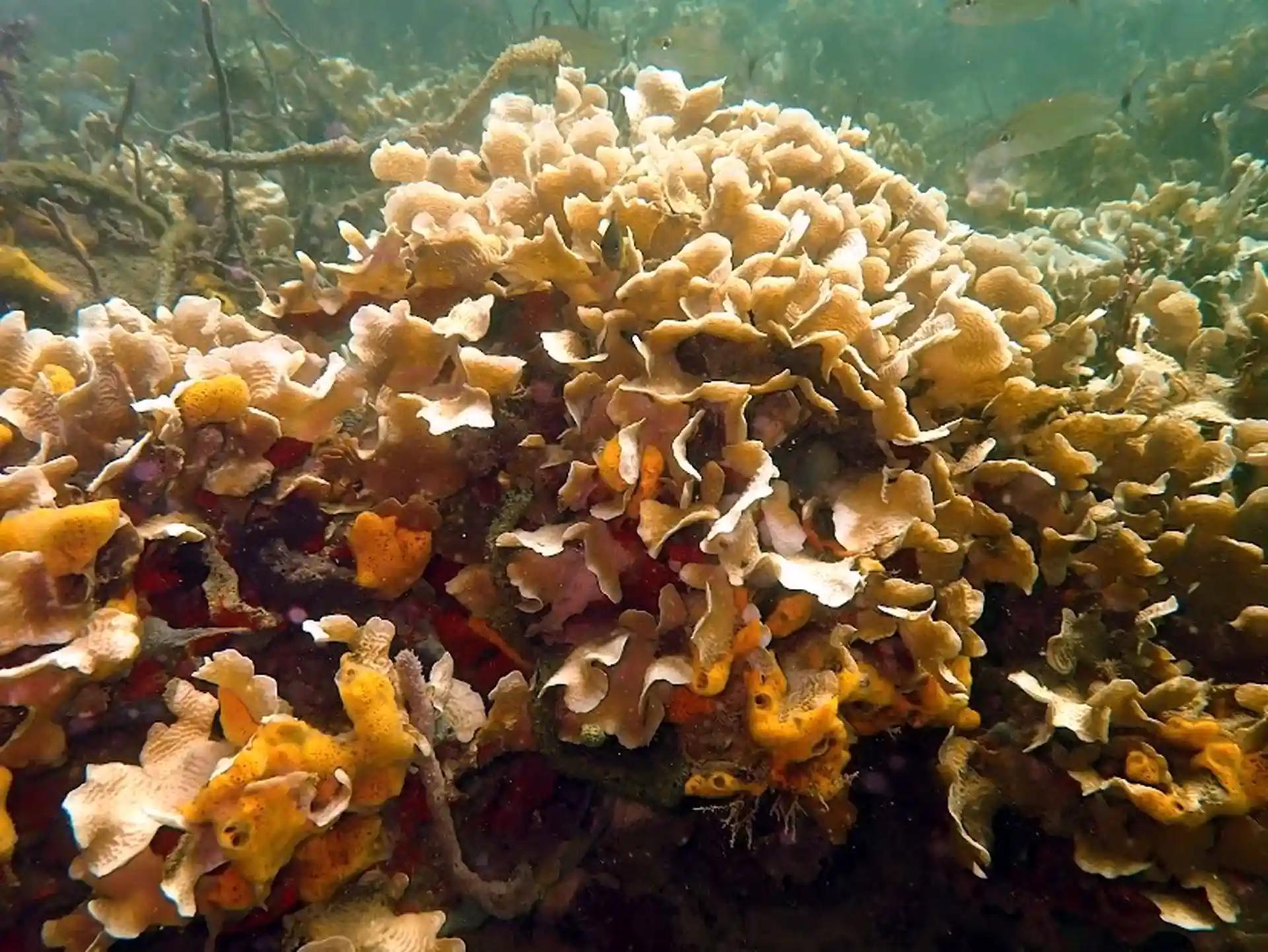 Dive site photo