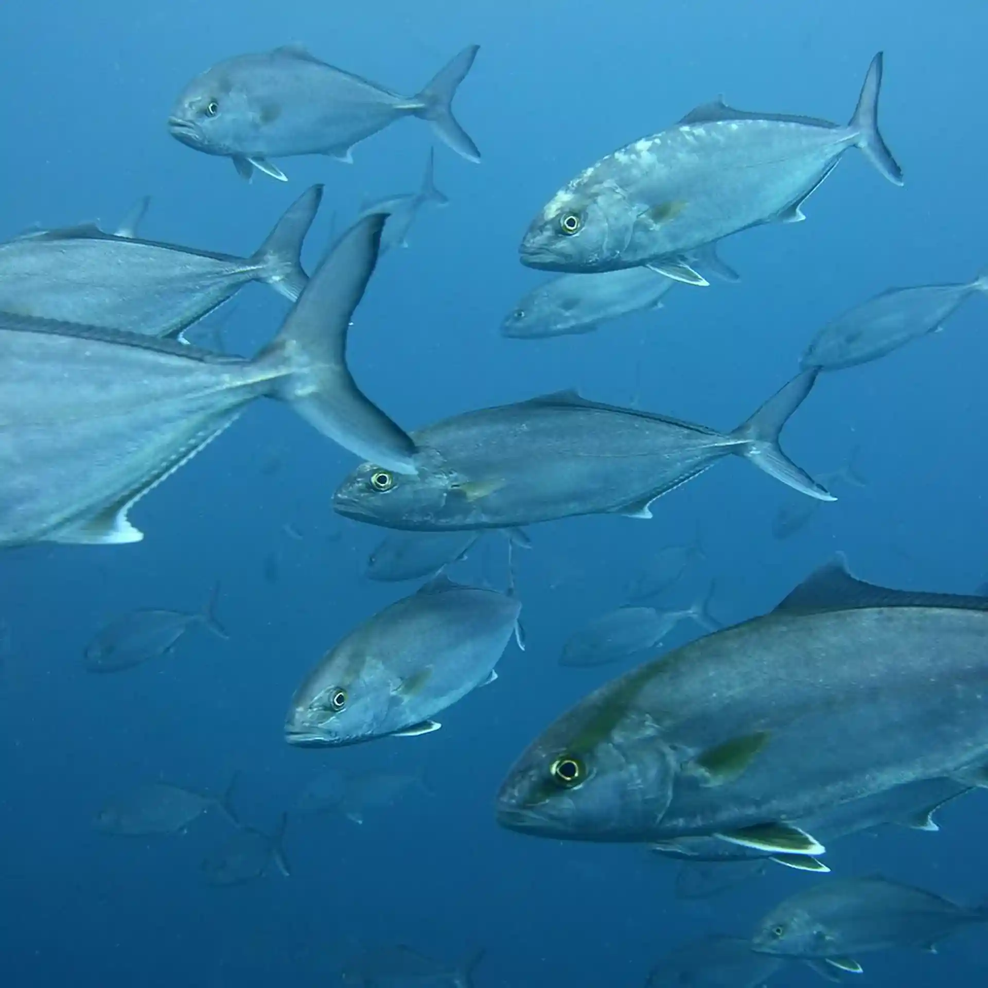 Scopri la fauna marina!