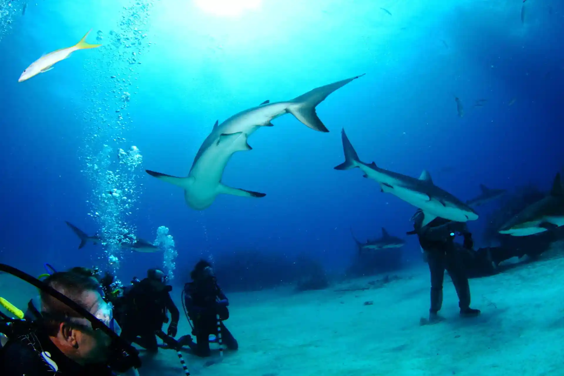 ダイビングサイトの写真