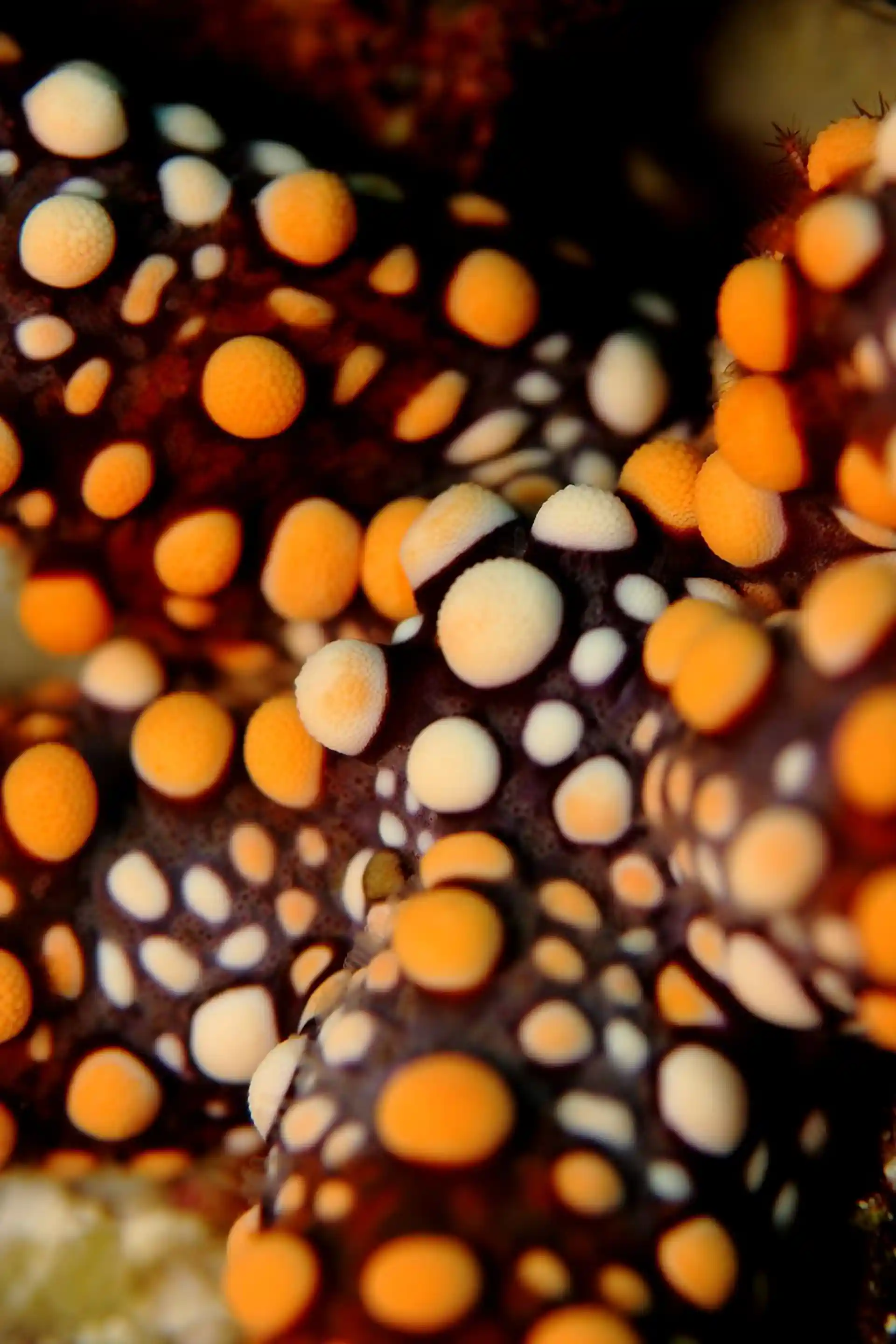 Foto des Tauchplatzes