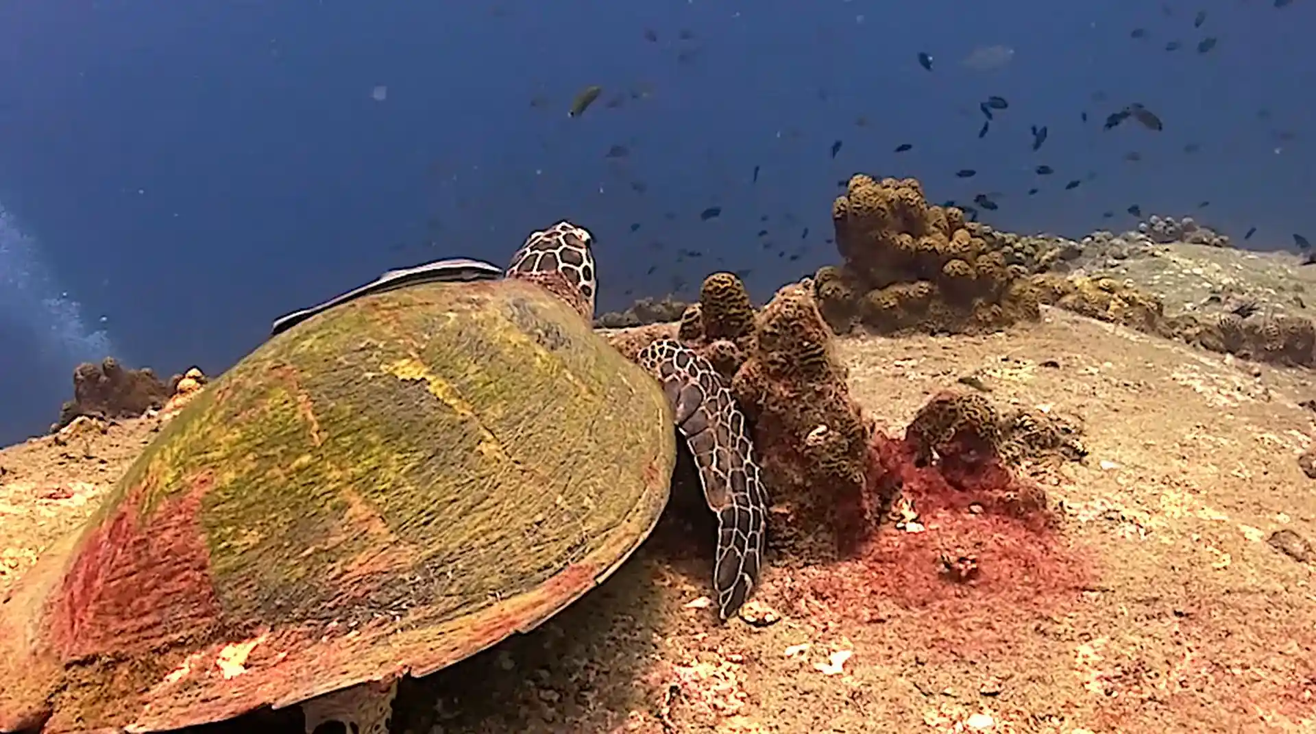 Dive site photo