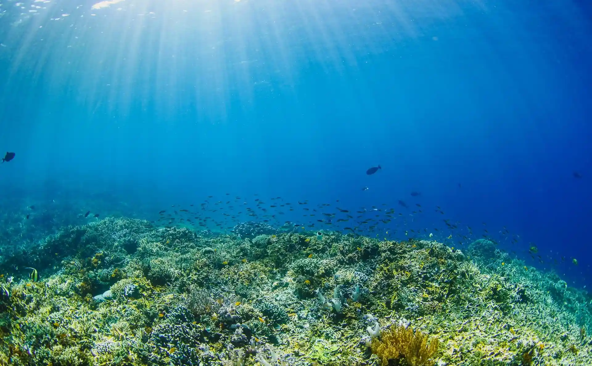Dive site photo