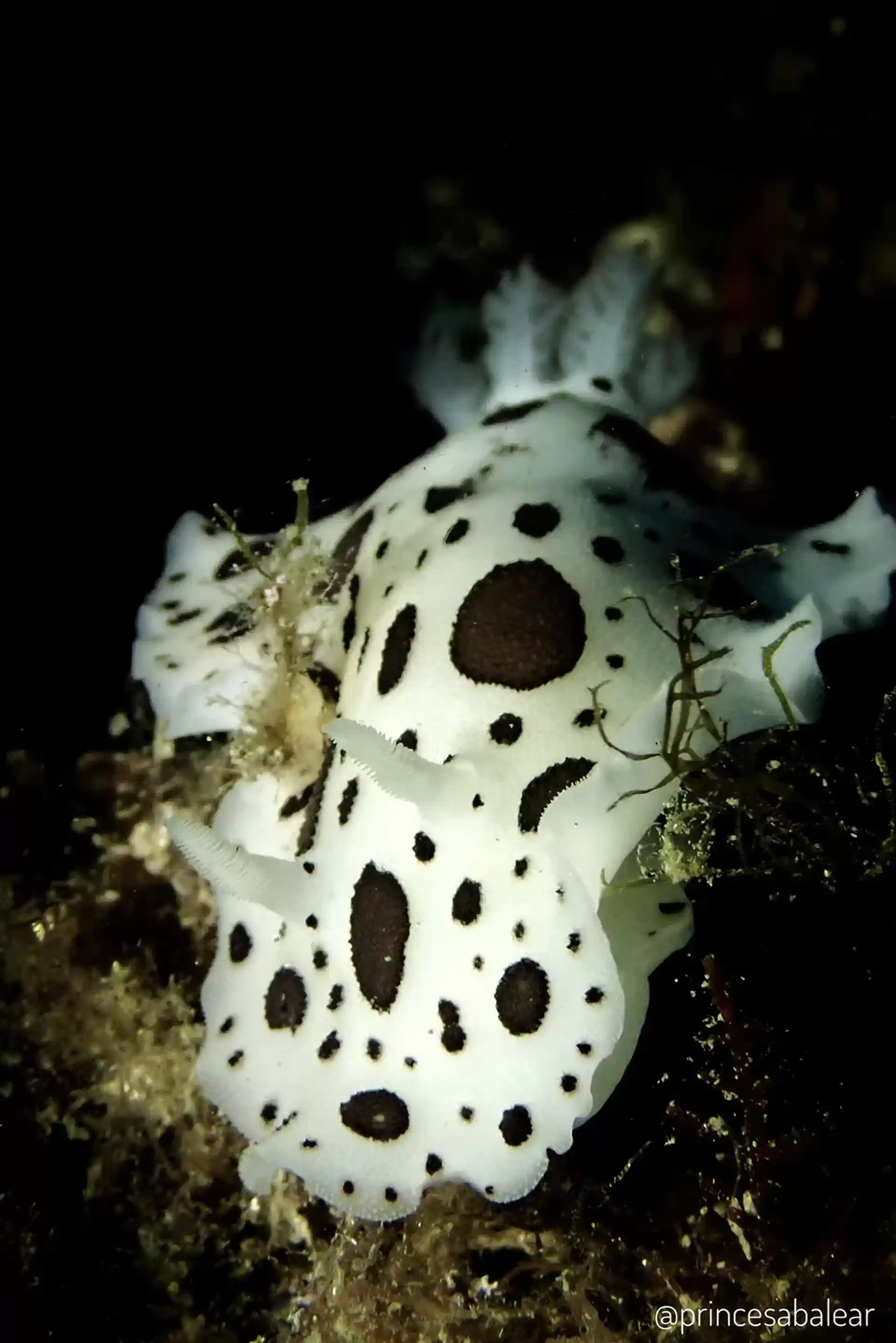 Dive site photo