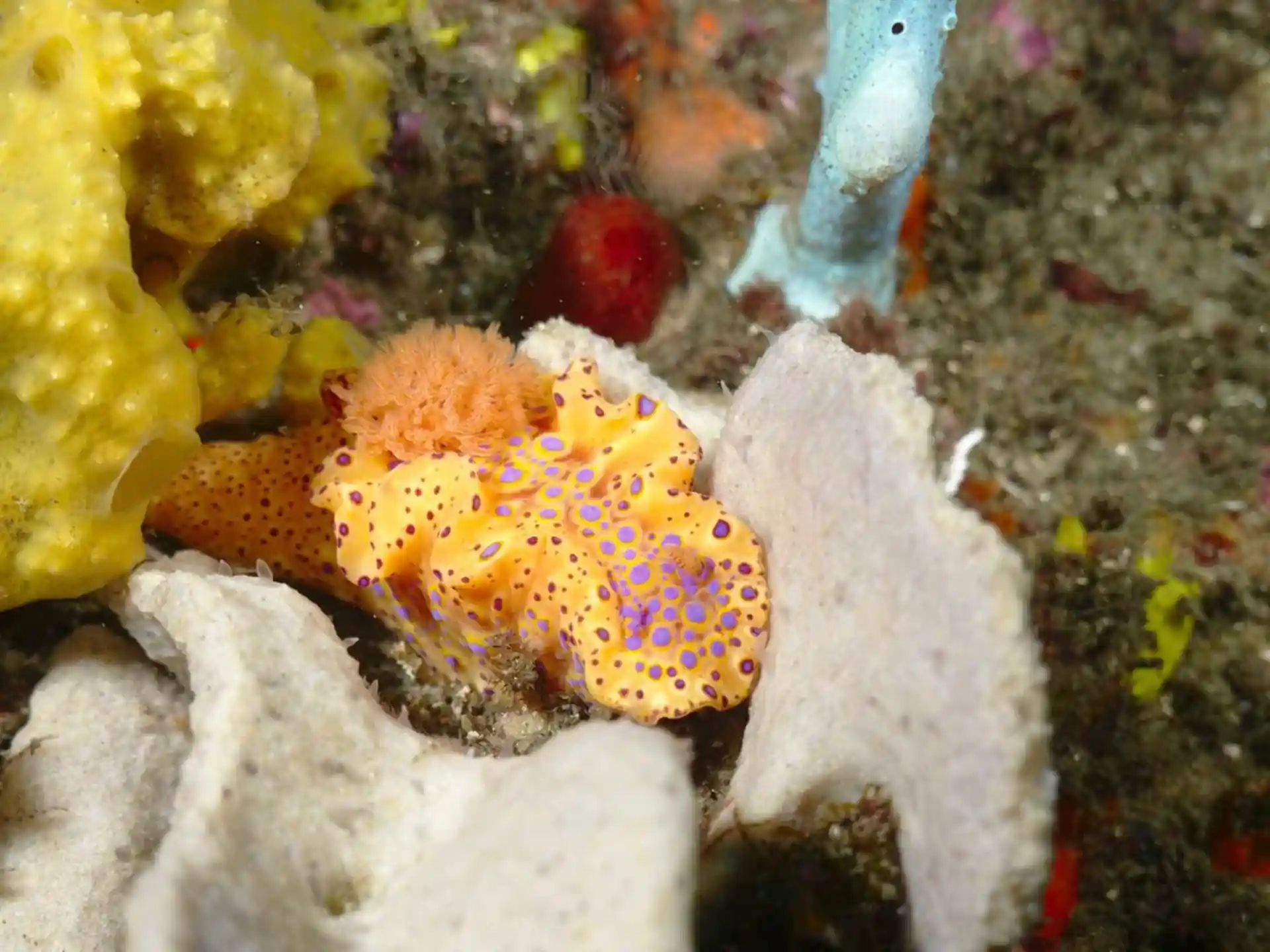 Dive site photo