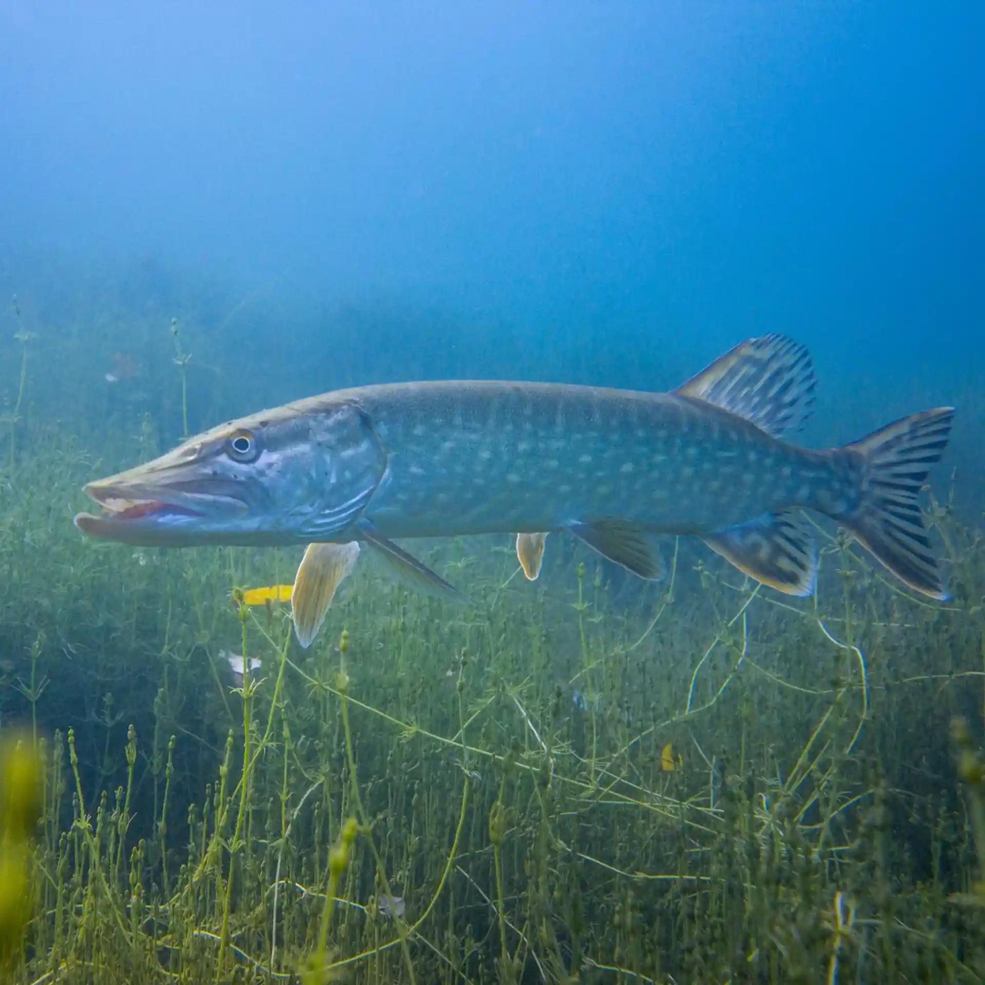 Foto des Tauchplatzes