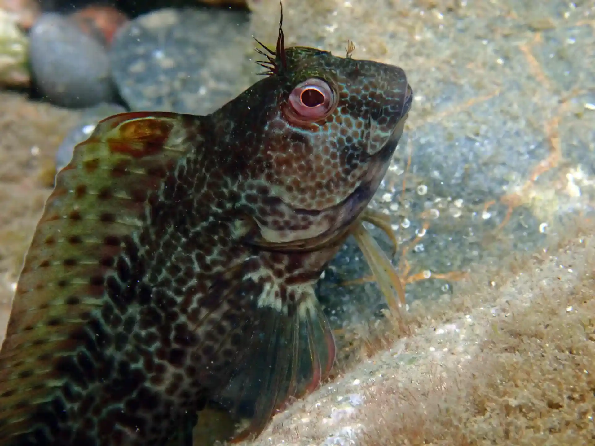 The parablenios, in summer are more territorial