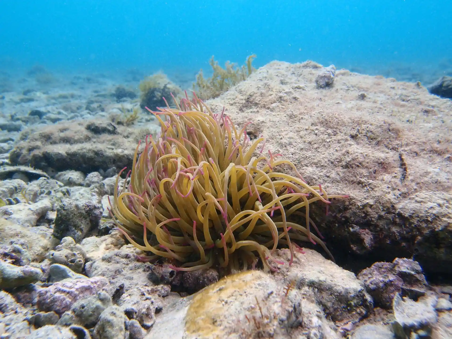 Dive site photo