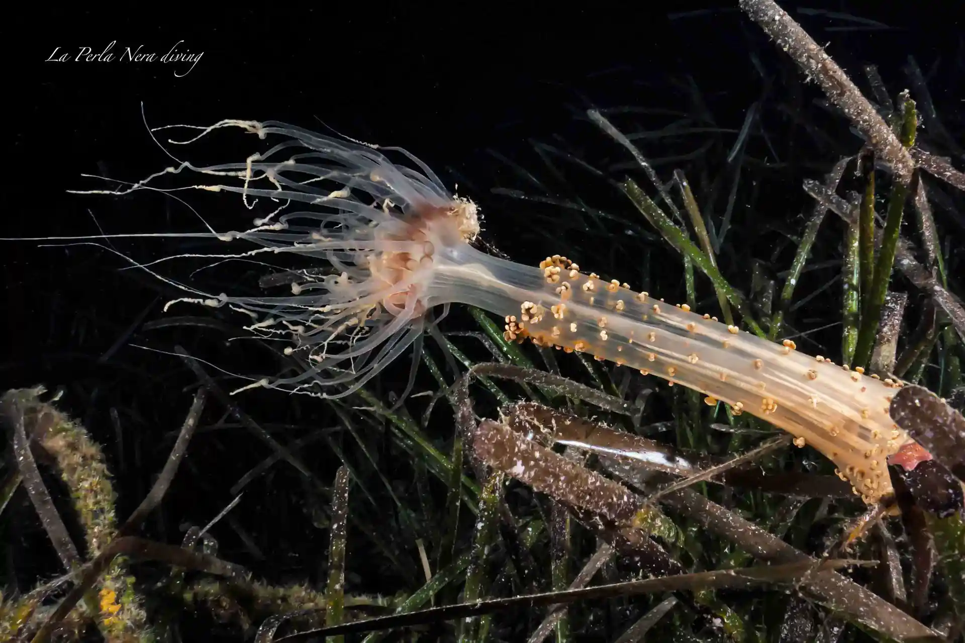 Foto des Tauchplatzes