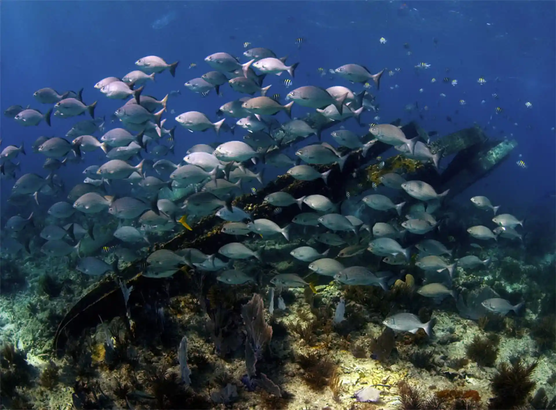Dive shop photo