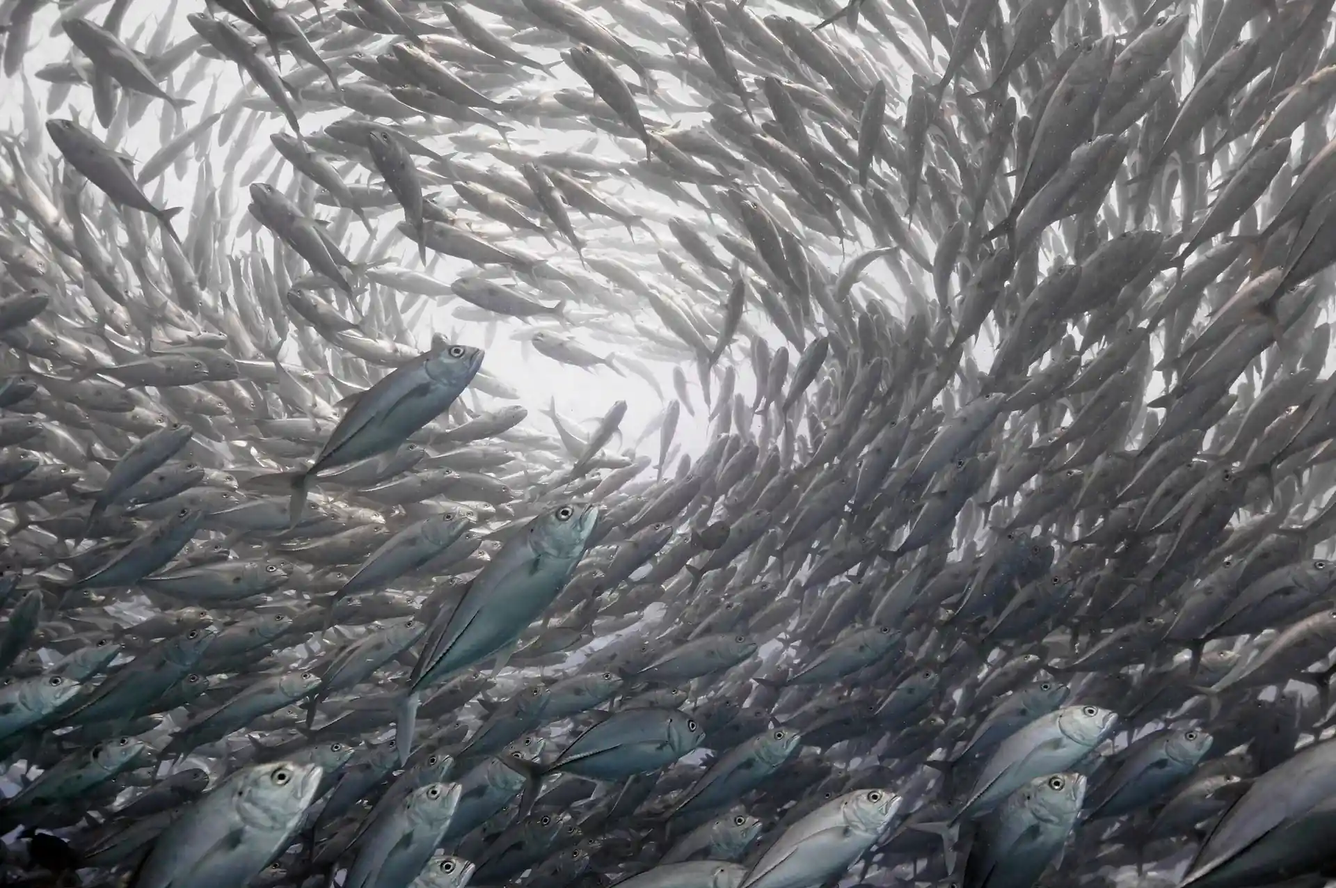 ダイビングサイトの写真