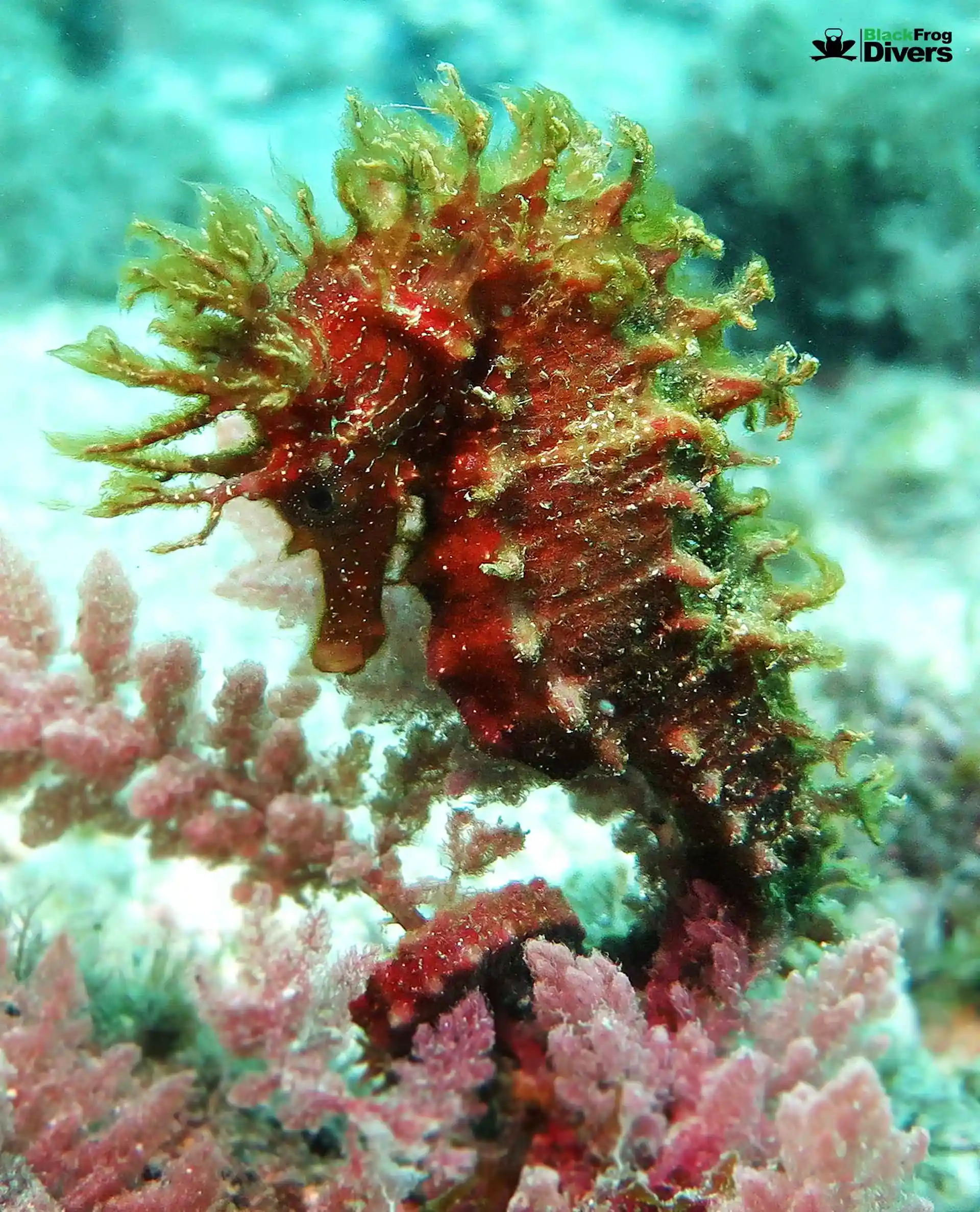 seahorse