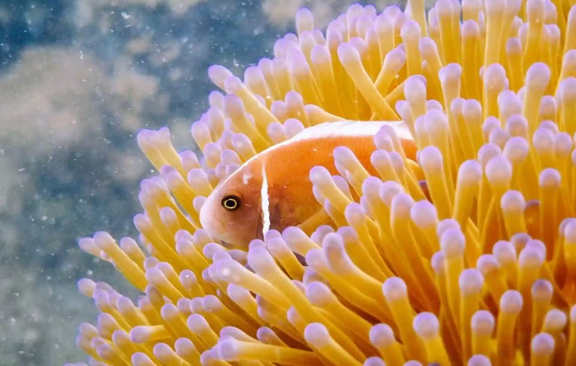 Los sitios de buceo de la tarde están llenos de coloridos peces y corales.