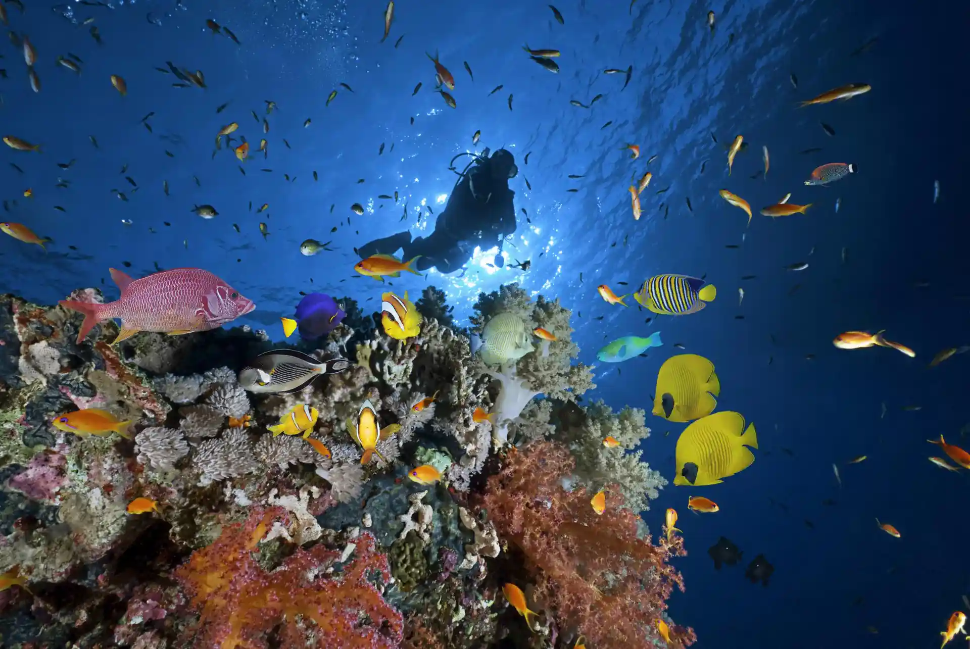 Dive shop photo