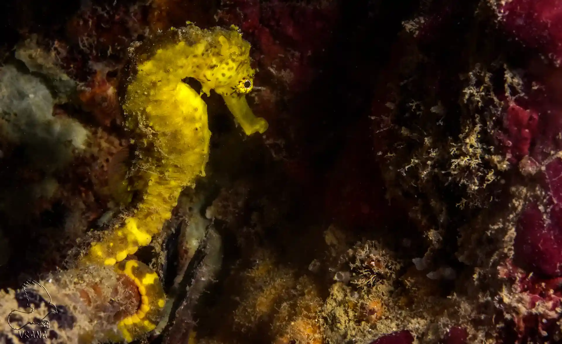 Dive shop photo