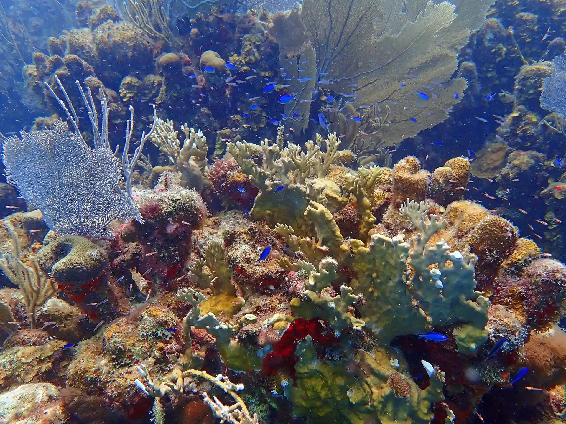 ダイビングサイトの写真