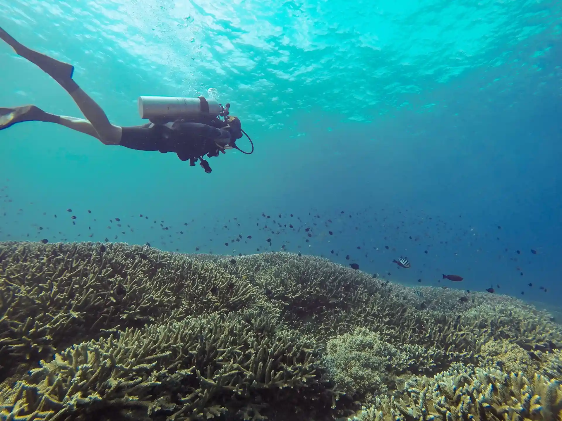 Dive site photo