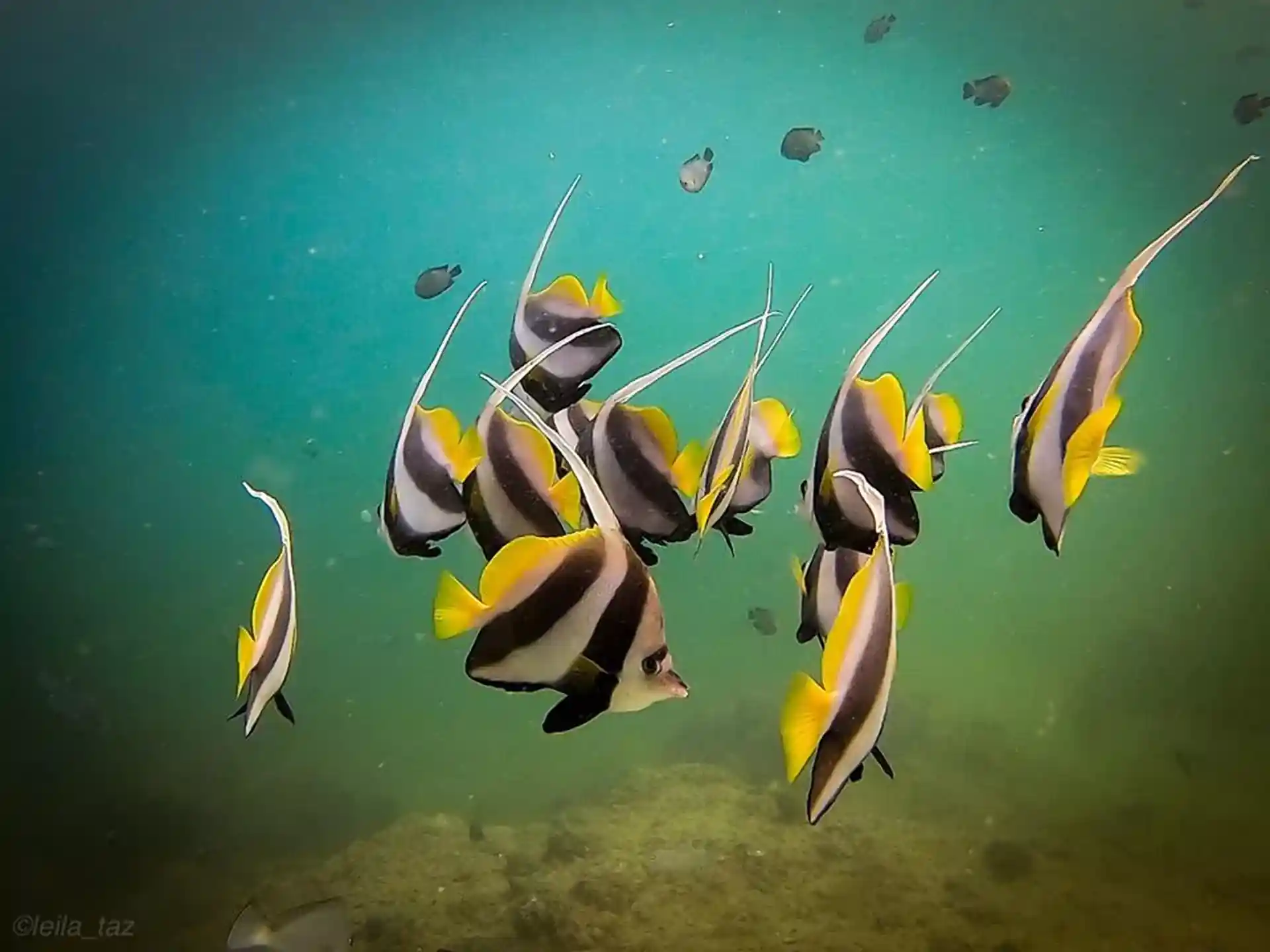 Dive site photo