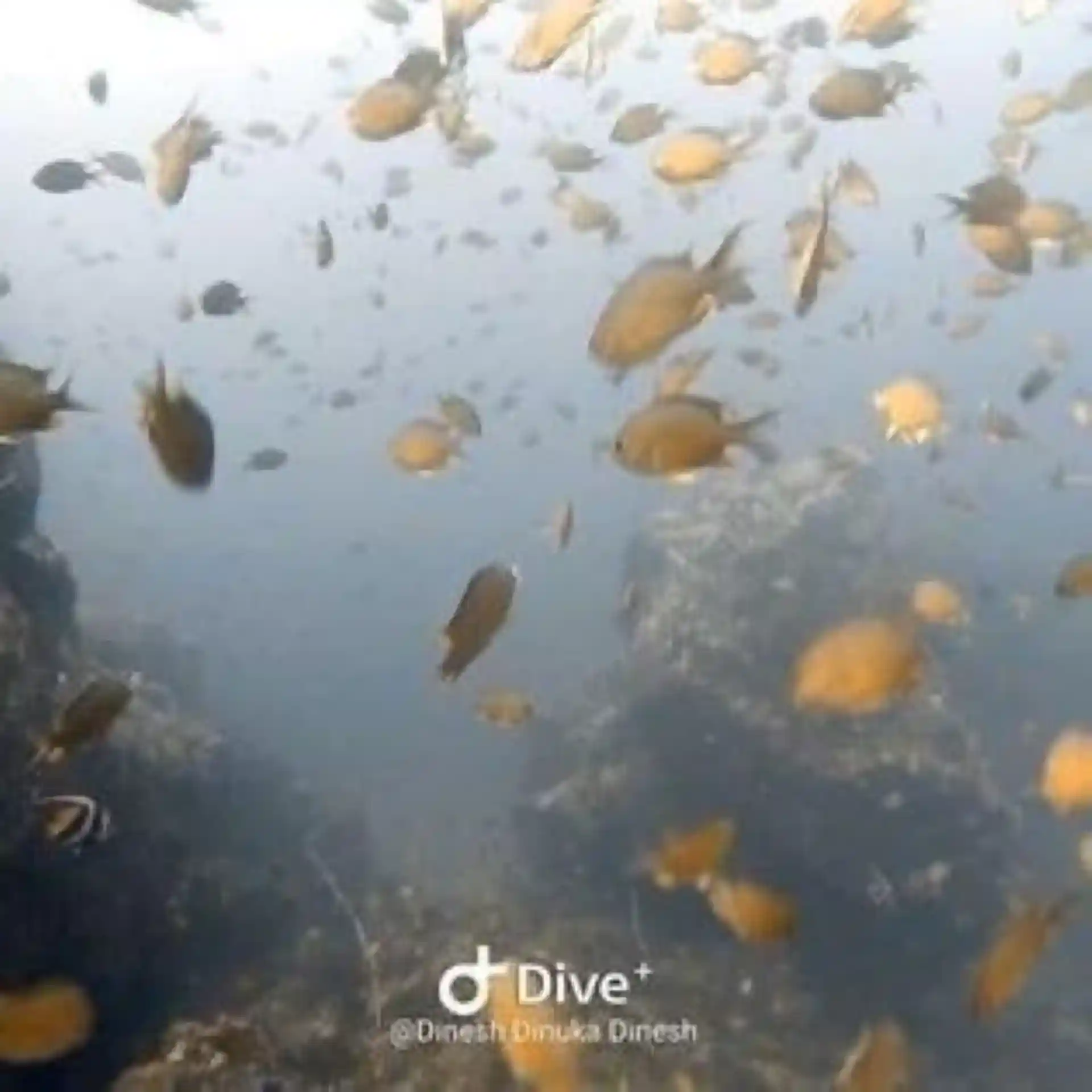 Dive site photo