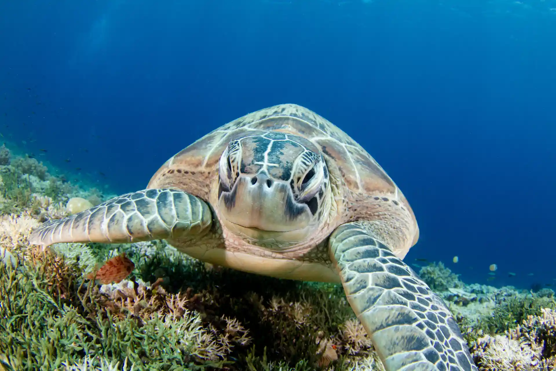Dive shop photo
