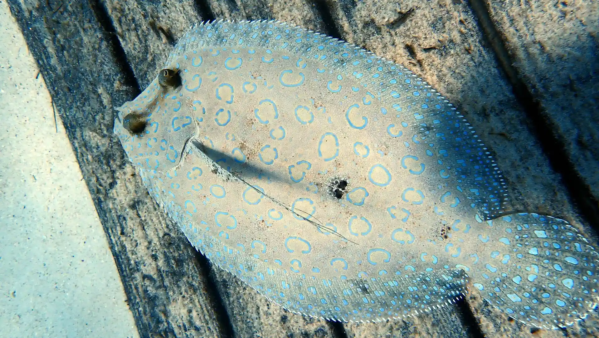 ダイビングサイトの写真