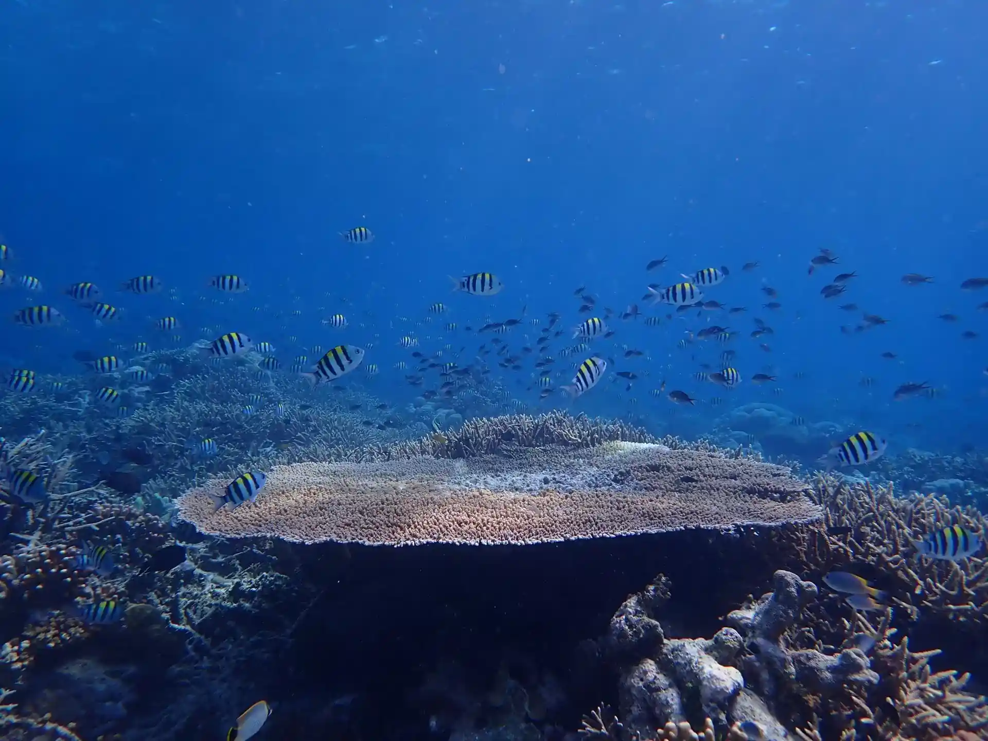 Dive site photo