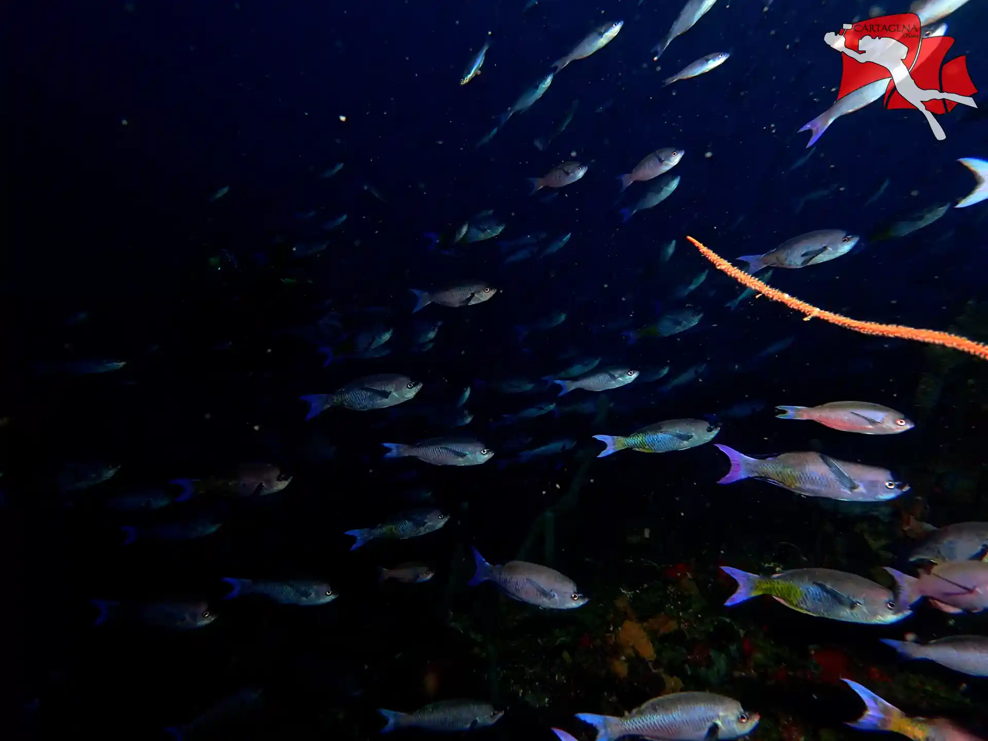 Foto de la actividad