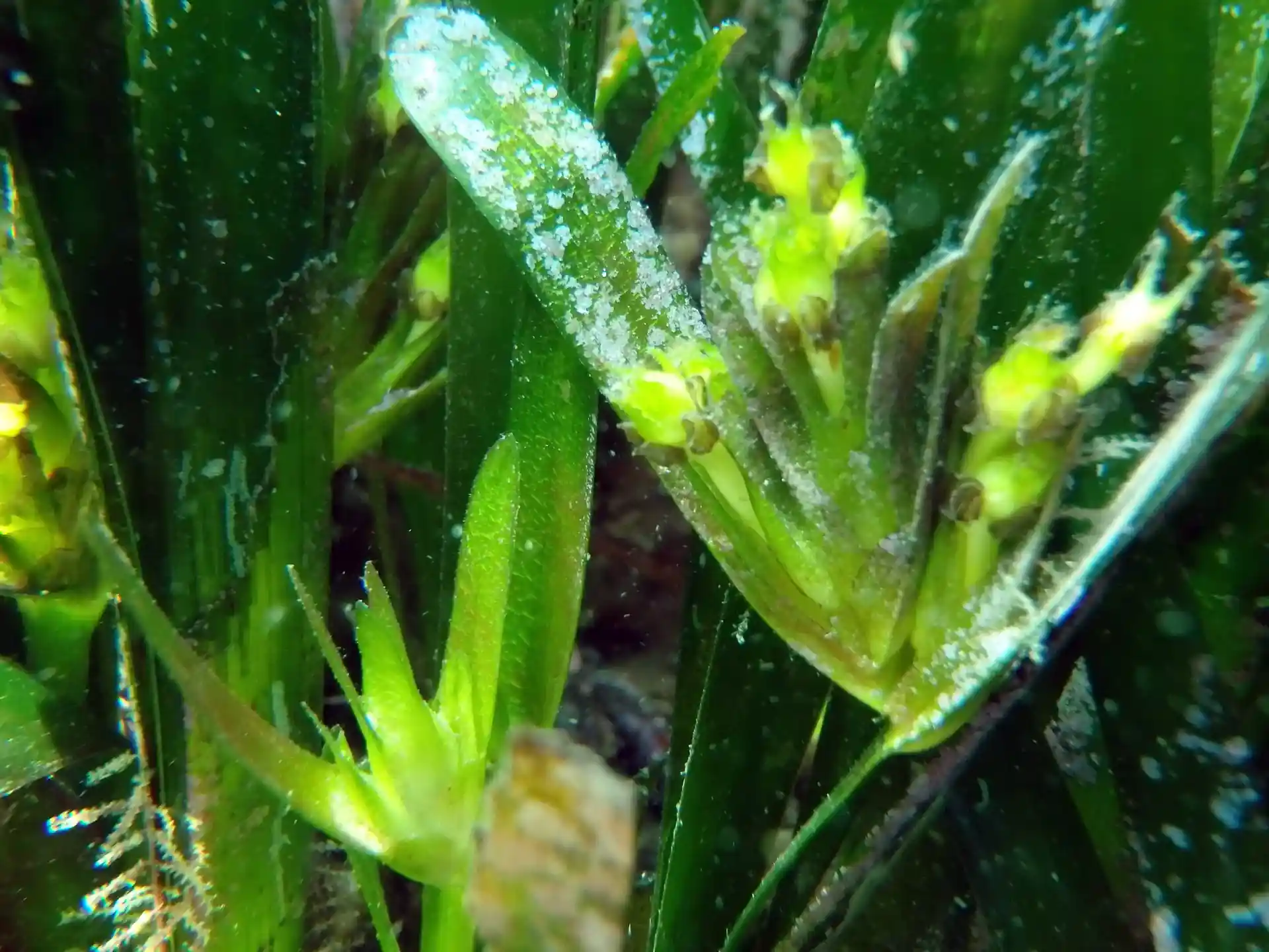 Foto del sitio de buceo