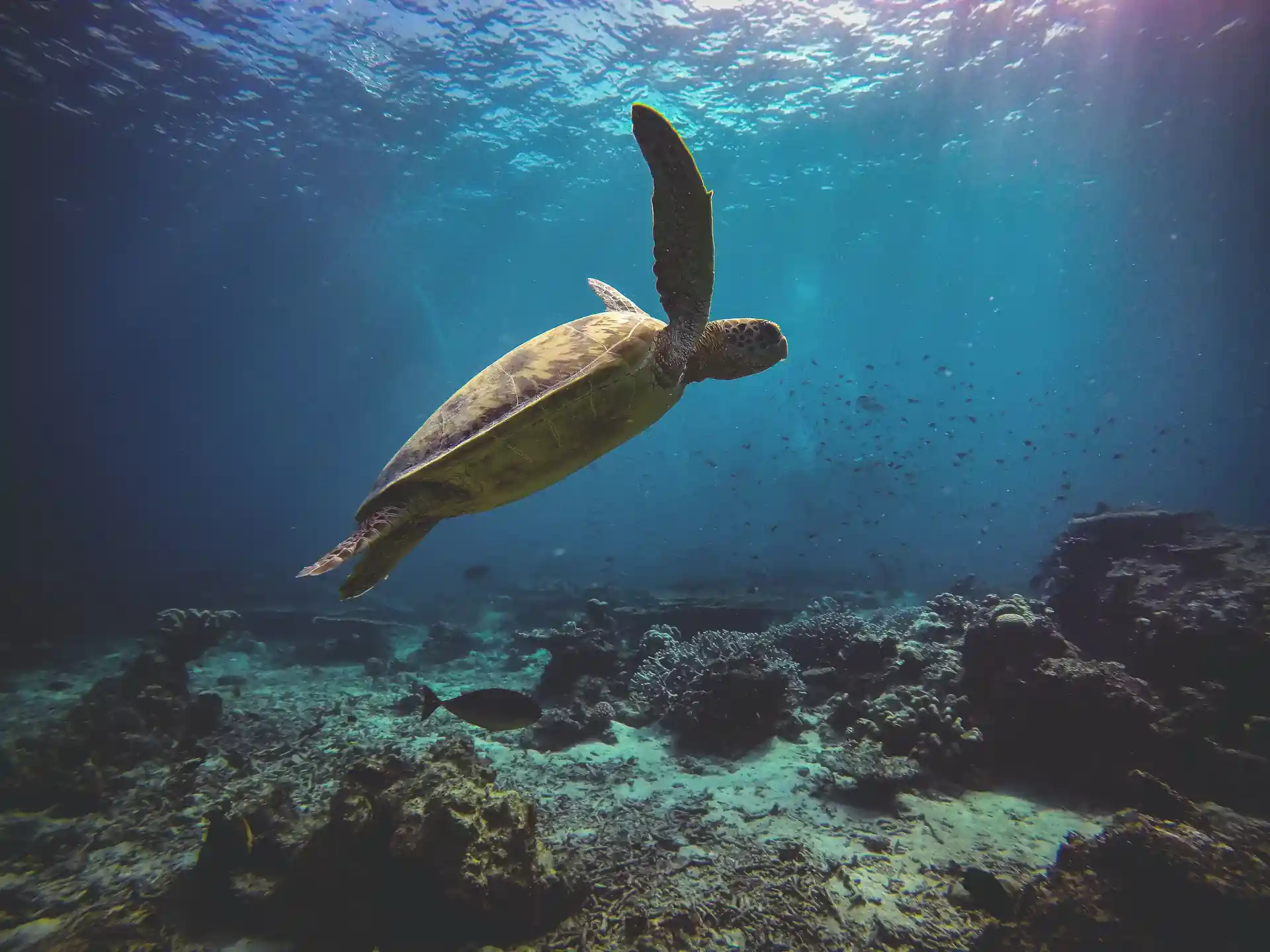 Want to dive with turtles?