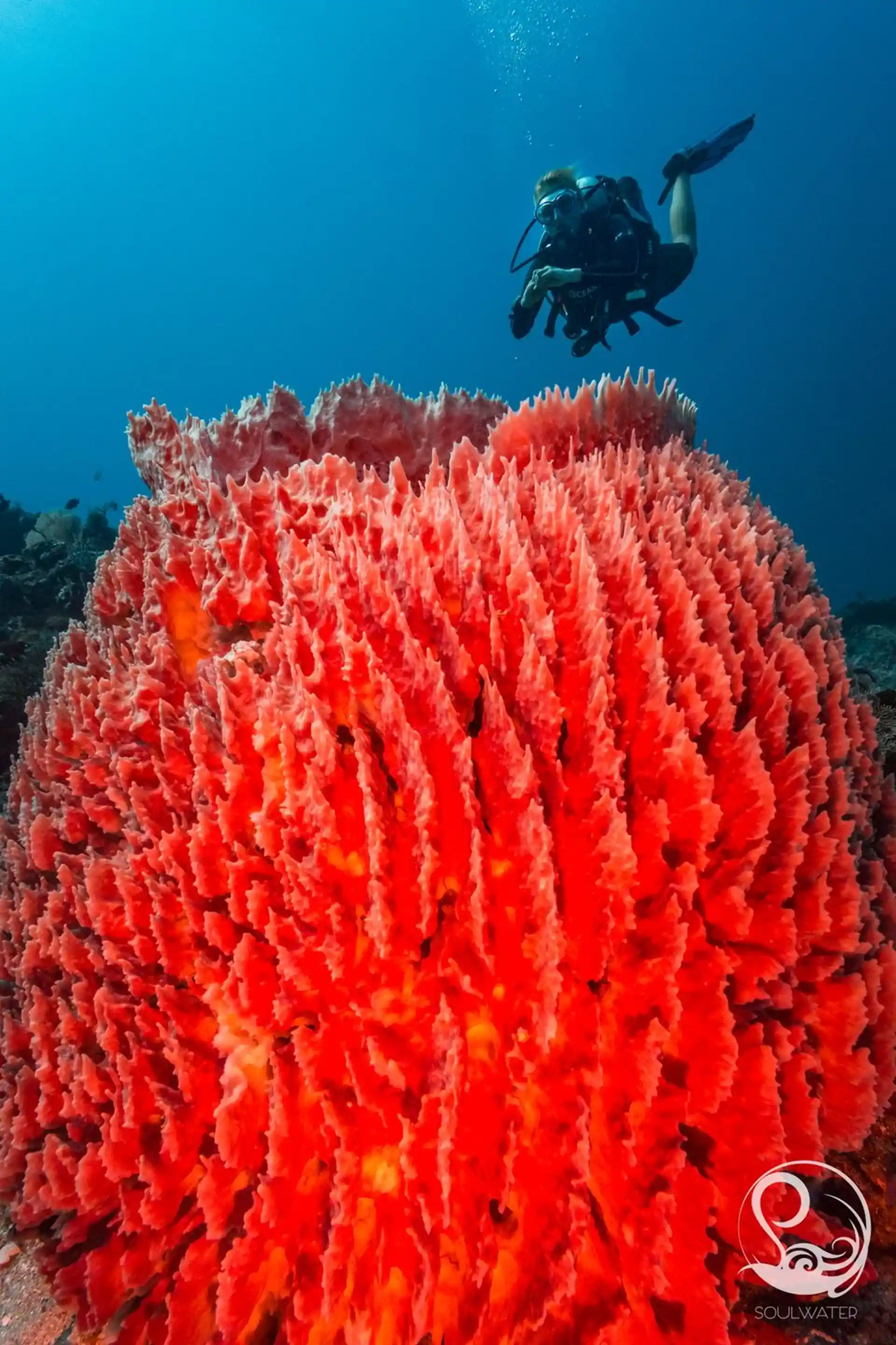 Dive site photo