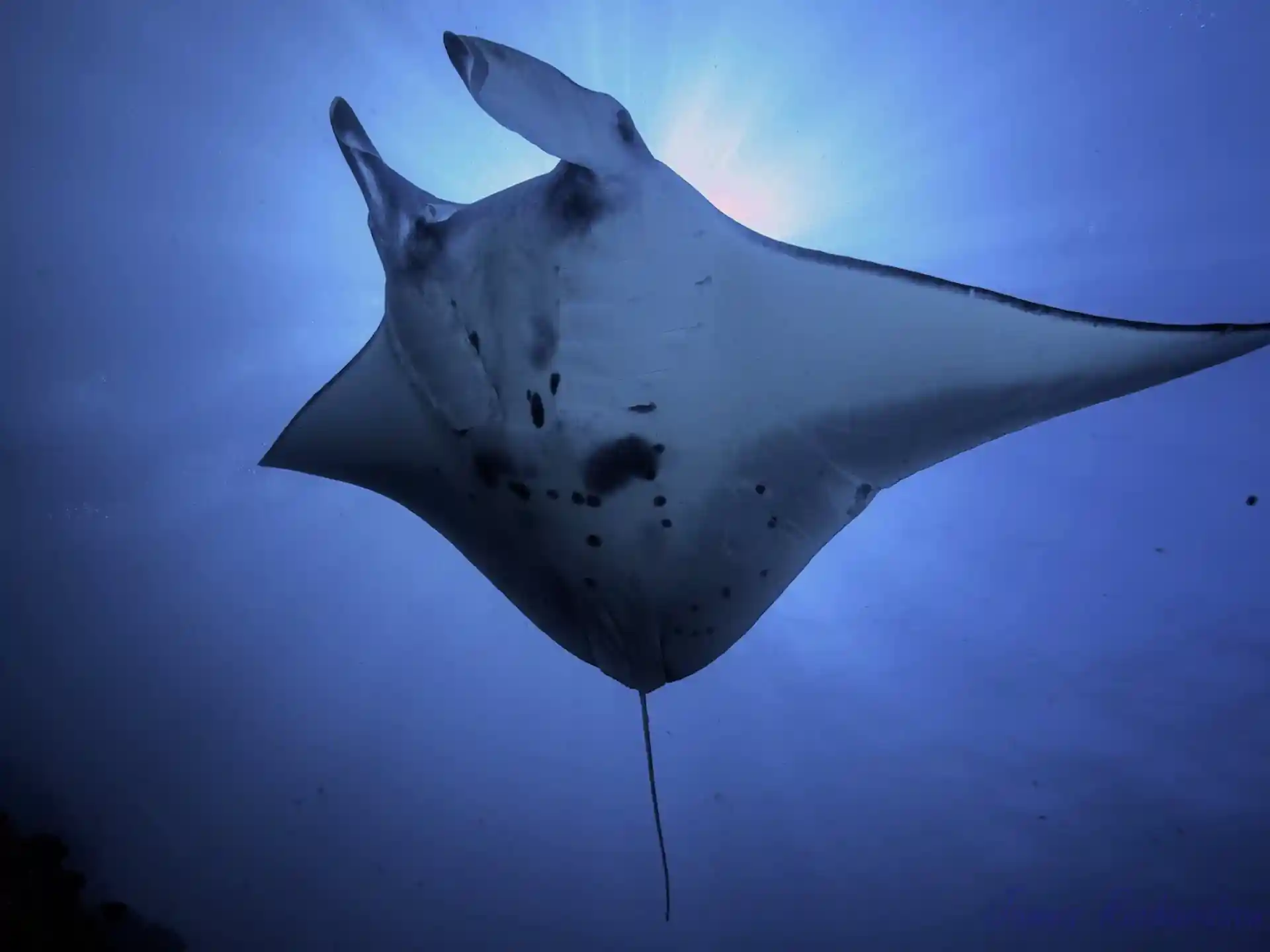 The manta ray, a gentle giant