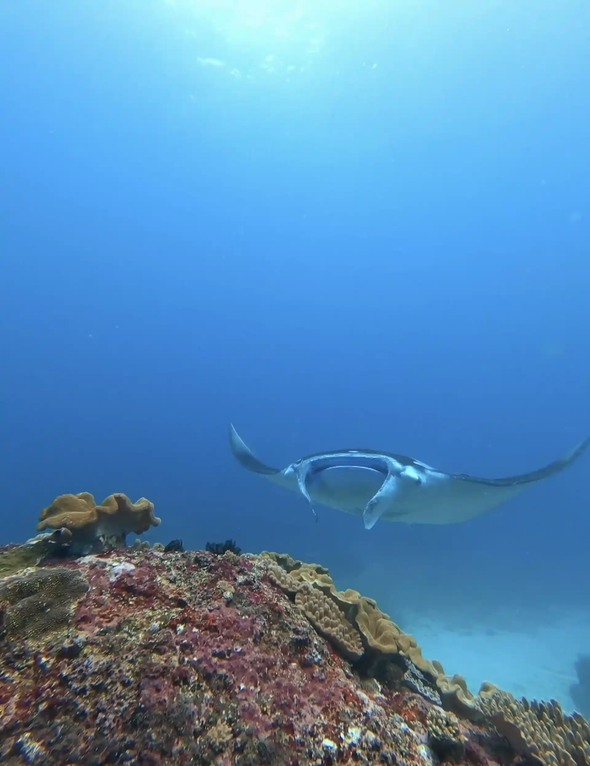 manta rays