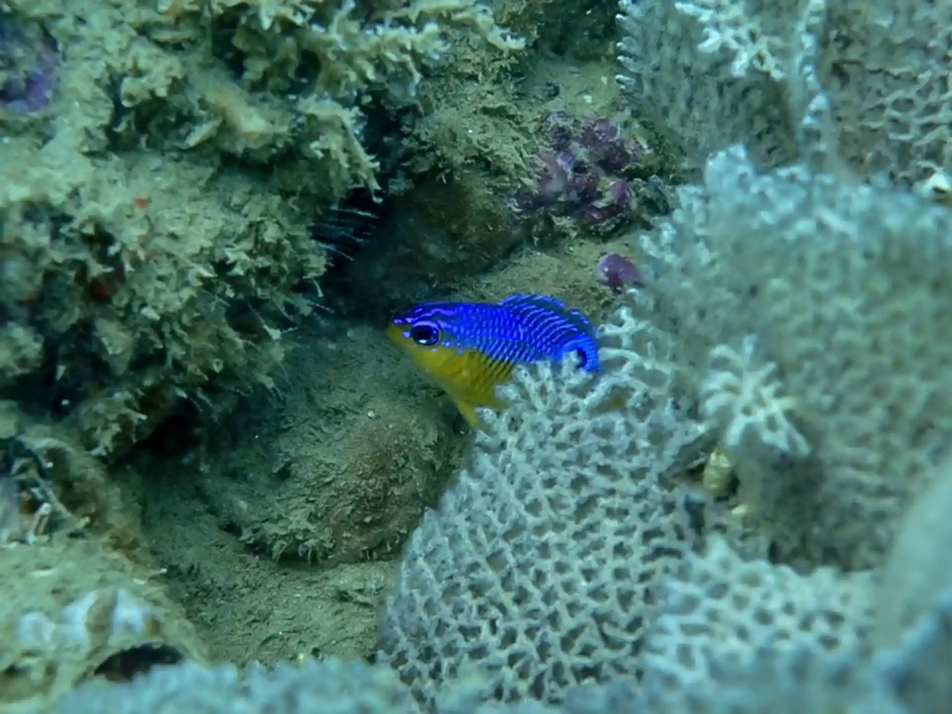 Dive site photo
