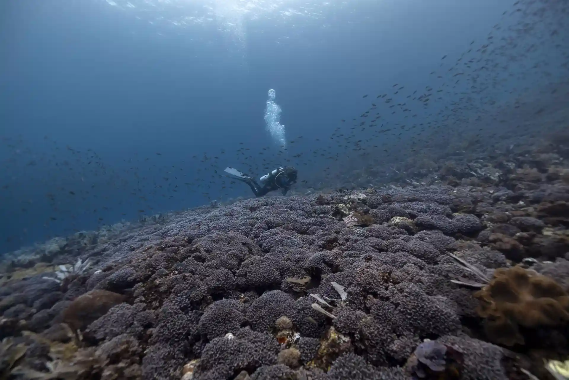 Dive site photo